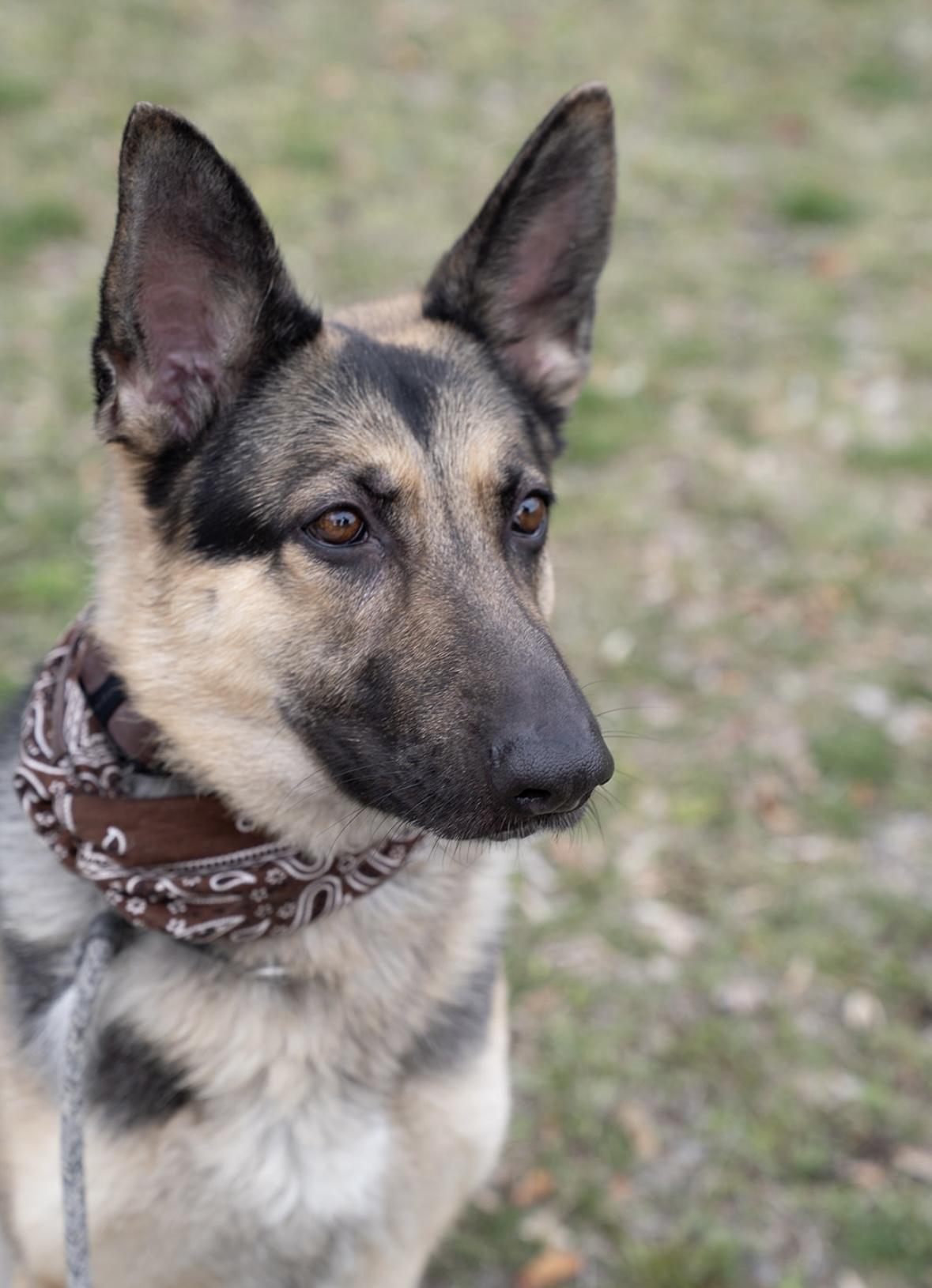 Heidi, a Adoptable mixed breed in salt lake city, UT image 2/6