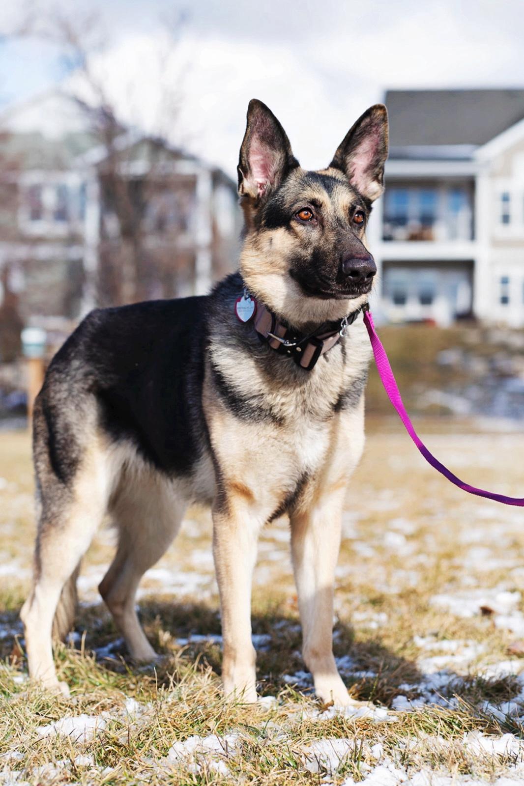 Heidi, an adoptable German Shepherd Dog in salt lake city, UT, 84102 | Photo Image 1