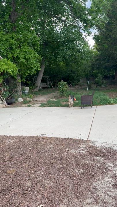 Enlarge Heidi, a Adoptable mixed breed in salt lake city, UT video 3/6