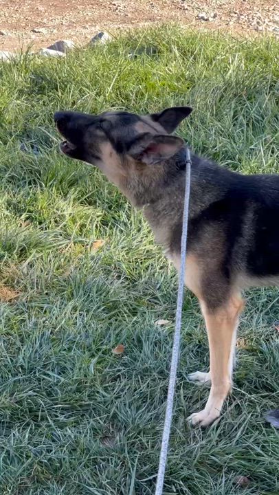 Enlarge Heidi, a Adoptable mixed breed in salt lake city, UT video 6/6