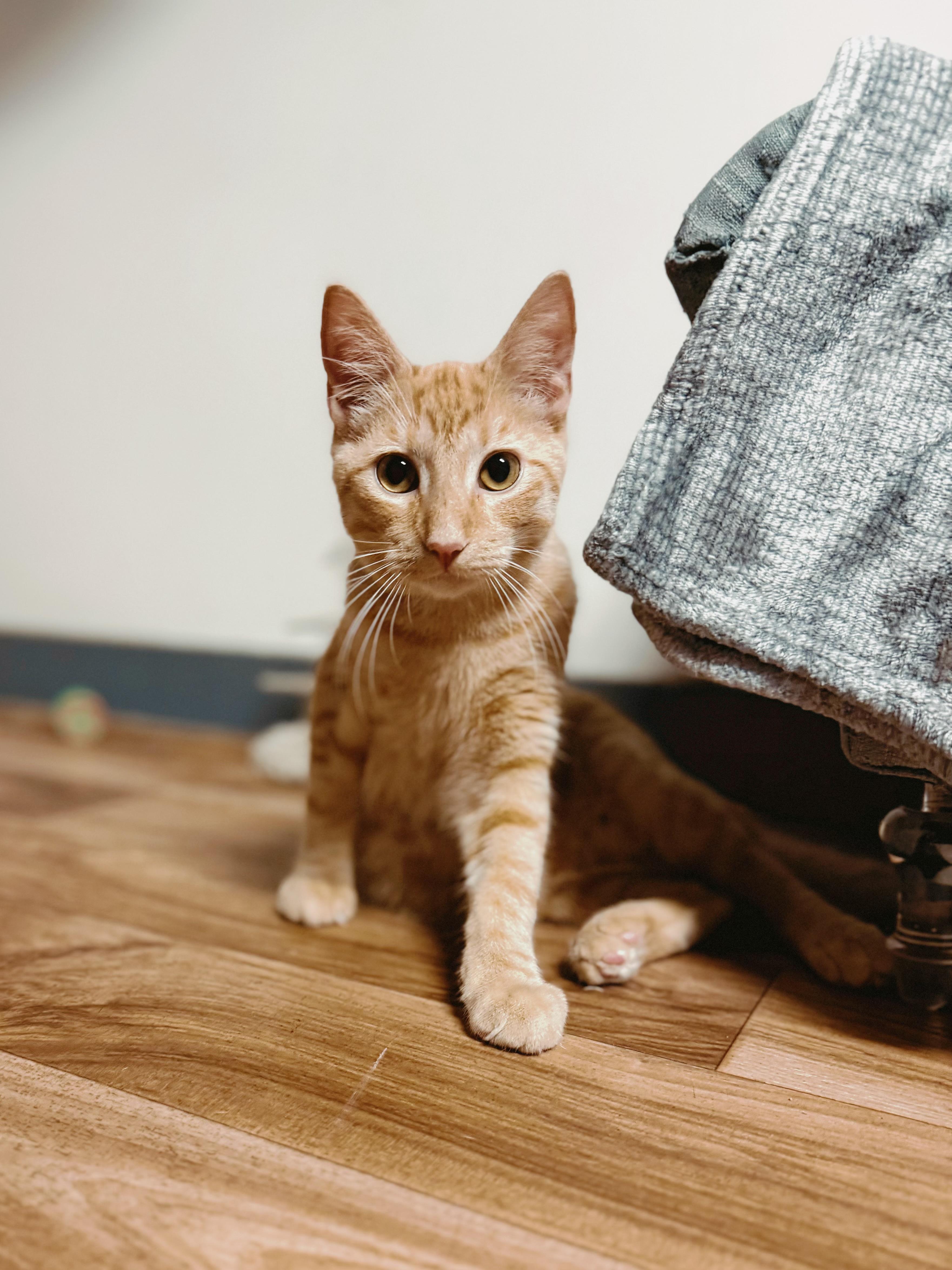 Petey, Adoptable, Young Male Domestic Short Hair.