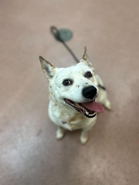 CHEESE, Adoptable, Adult Male Australian Cattle Dog / Blue Heeler.