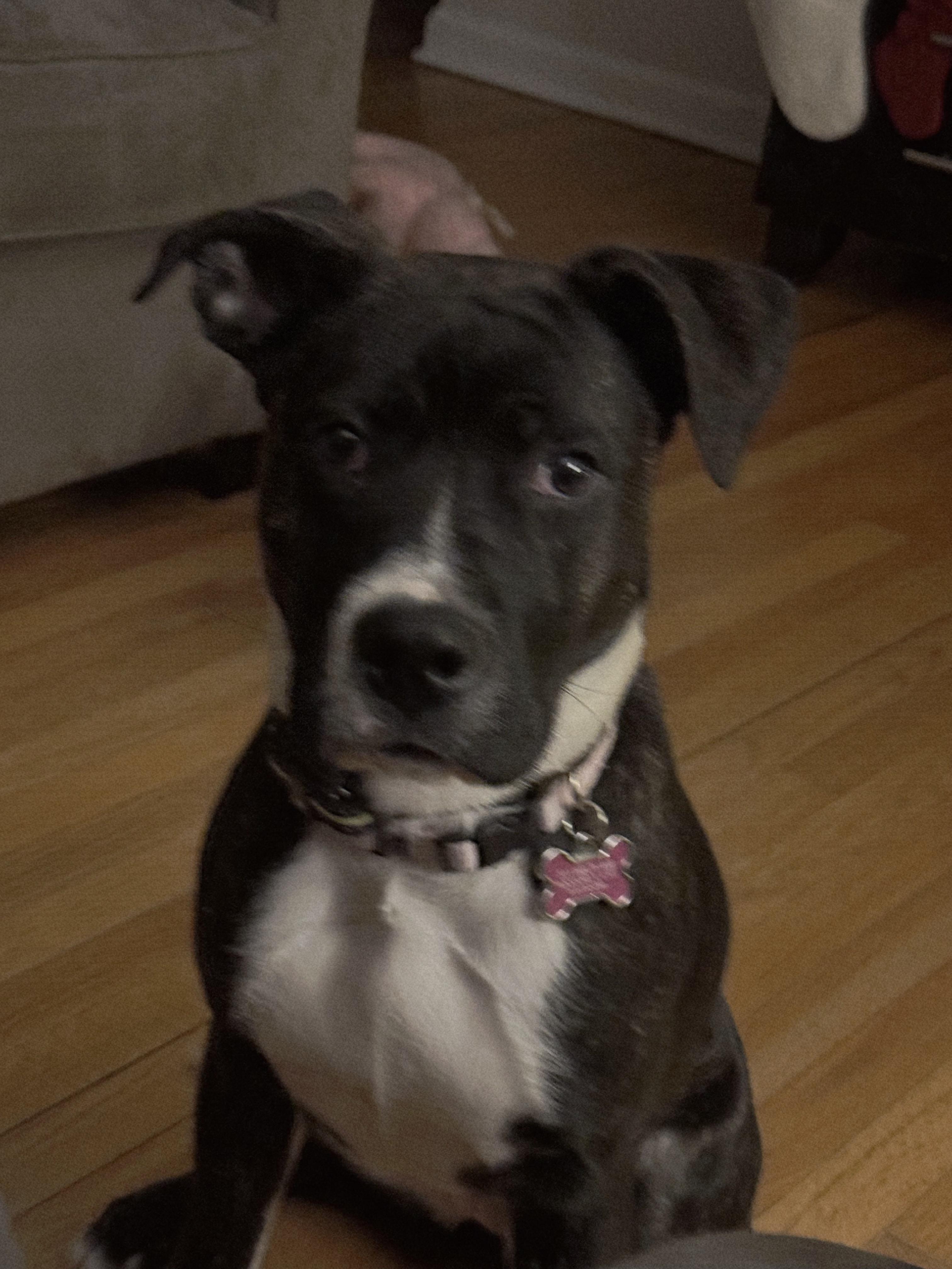 Phoebe- Scroll to typed bio, Adoptable, Young Female American Bully & Boxer.
