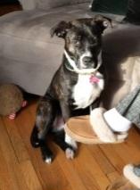 Enlarge Phoebe- Scroll to typed bio, a Adoptable mixed breed in Rockford, IL image 2/2