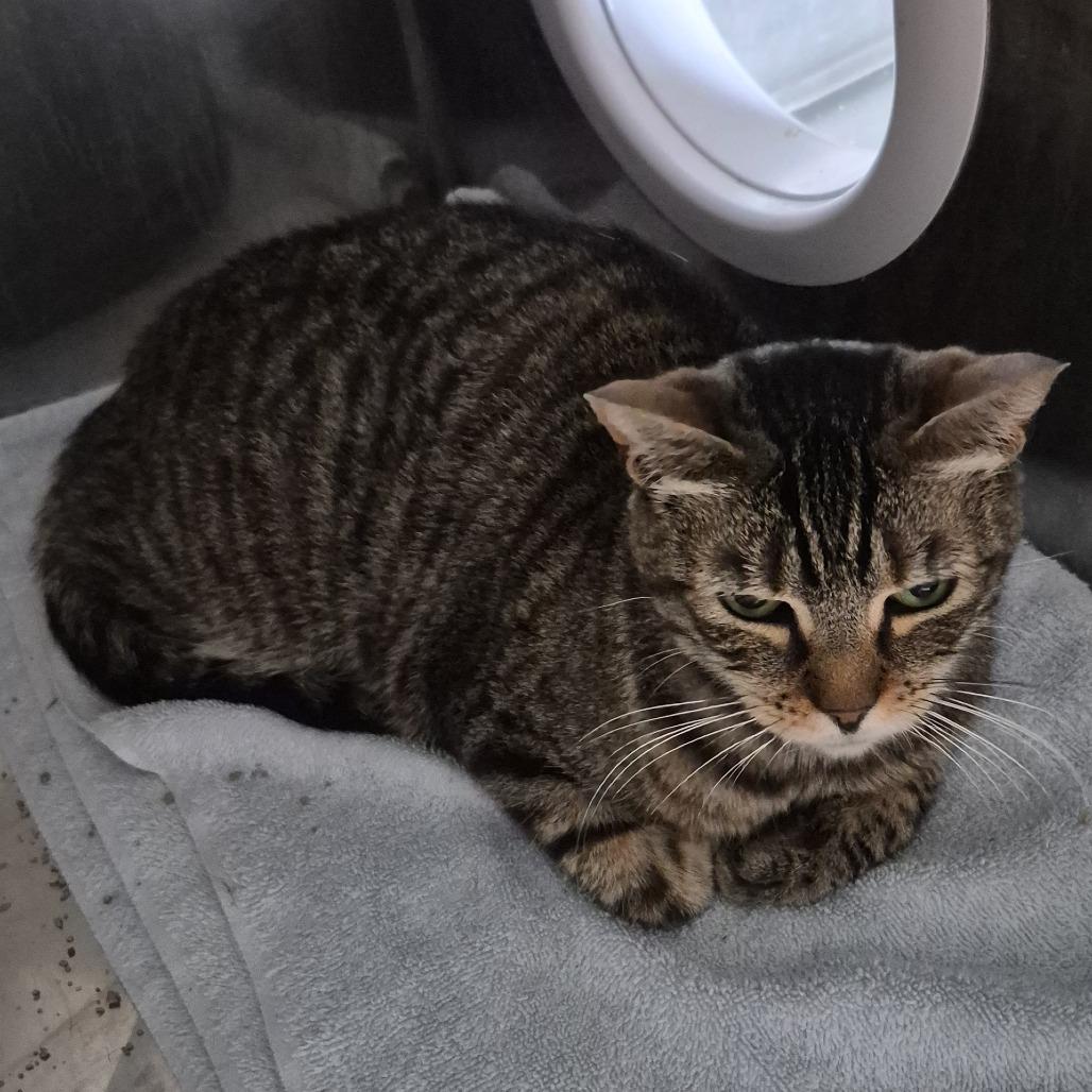 Lily KC, a Adoptable Domestic Short Hair in Natick, MA image 1/6