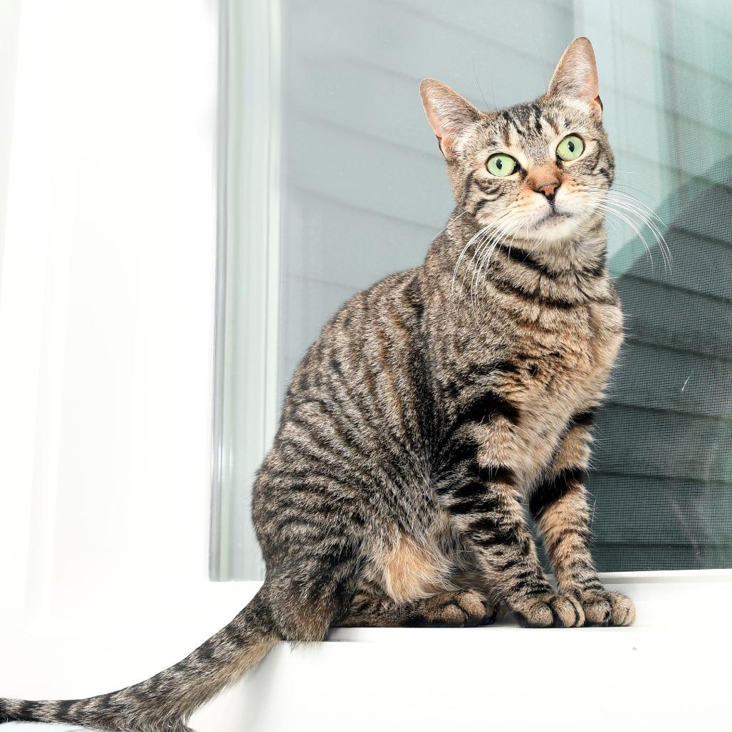 Lily KC, a Adoptable Domestic Short Hair in Natick, MA image 3/6