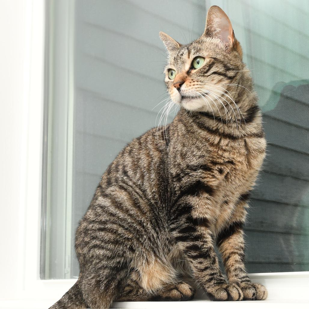 Lily KC, a Adoptable Domestic Short Hair in Natick, MA image 4/6