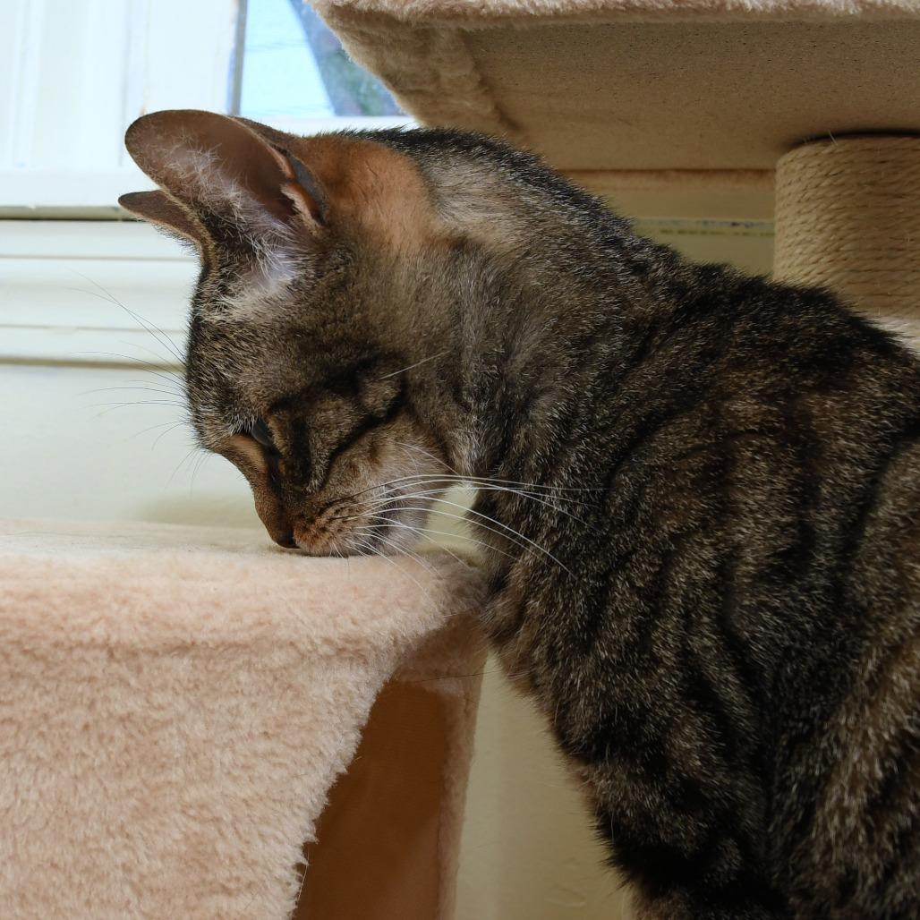 Lily KC, a Adoptable Domestic Short Hair in Natick, MA image 5/6