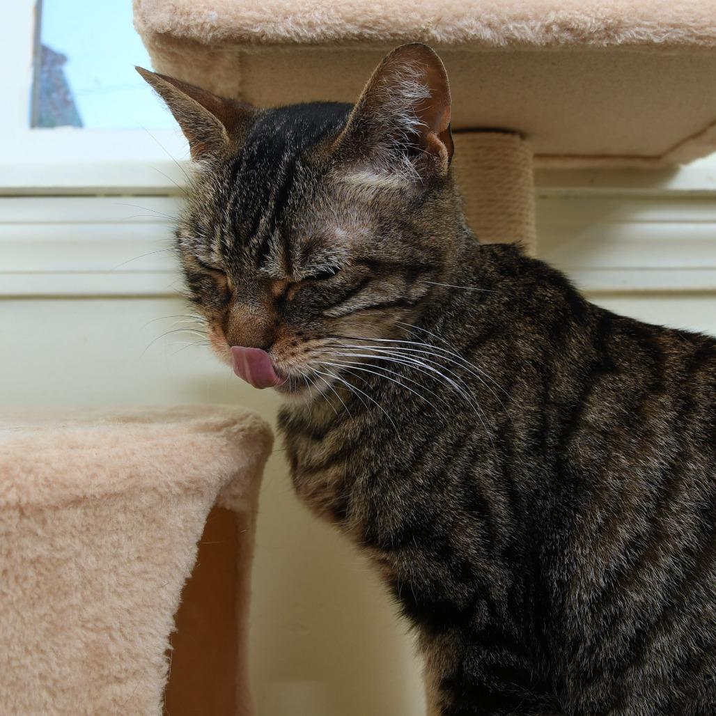 Lily KC, a Adoptable Domestic Short Hair in Natick, MA image 6/6