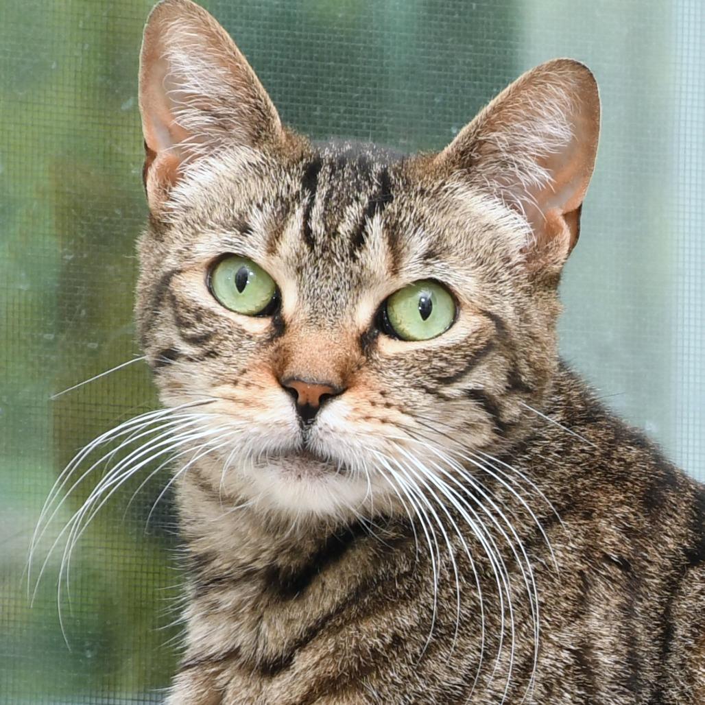 Lily KC, Adoptable, Adult Female Domestic Short Hair.