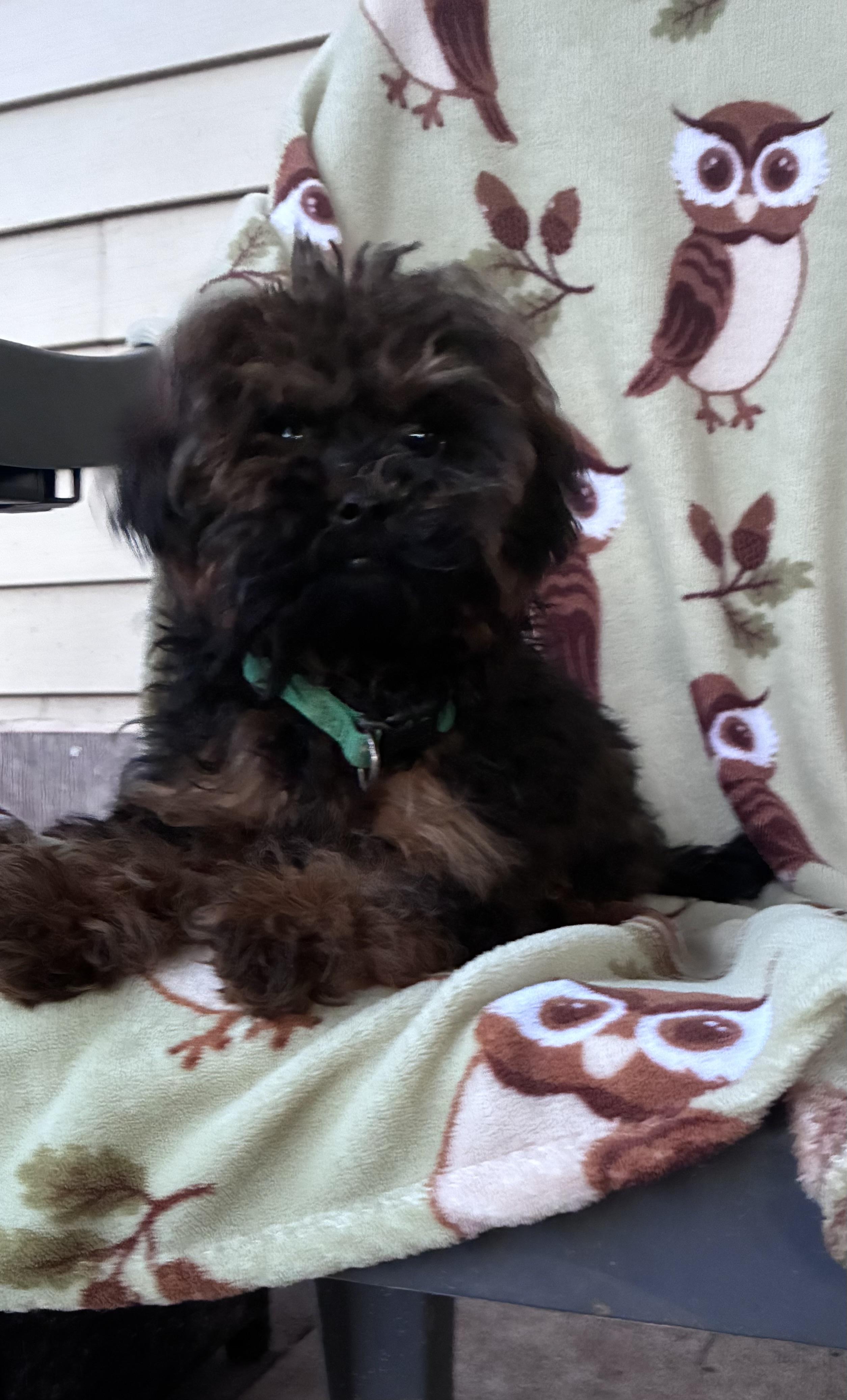 Enlarge Benji, a ADOPTABLE mixed breed in Lincoln University, PA image 2/3