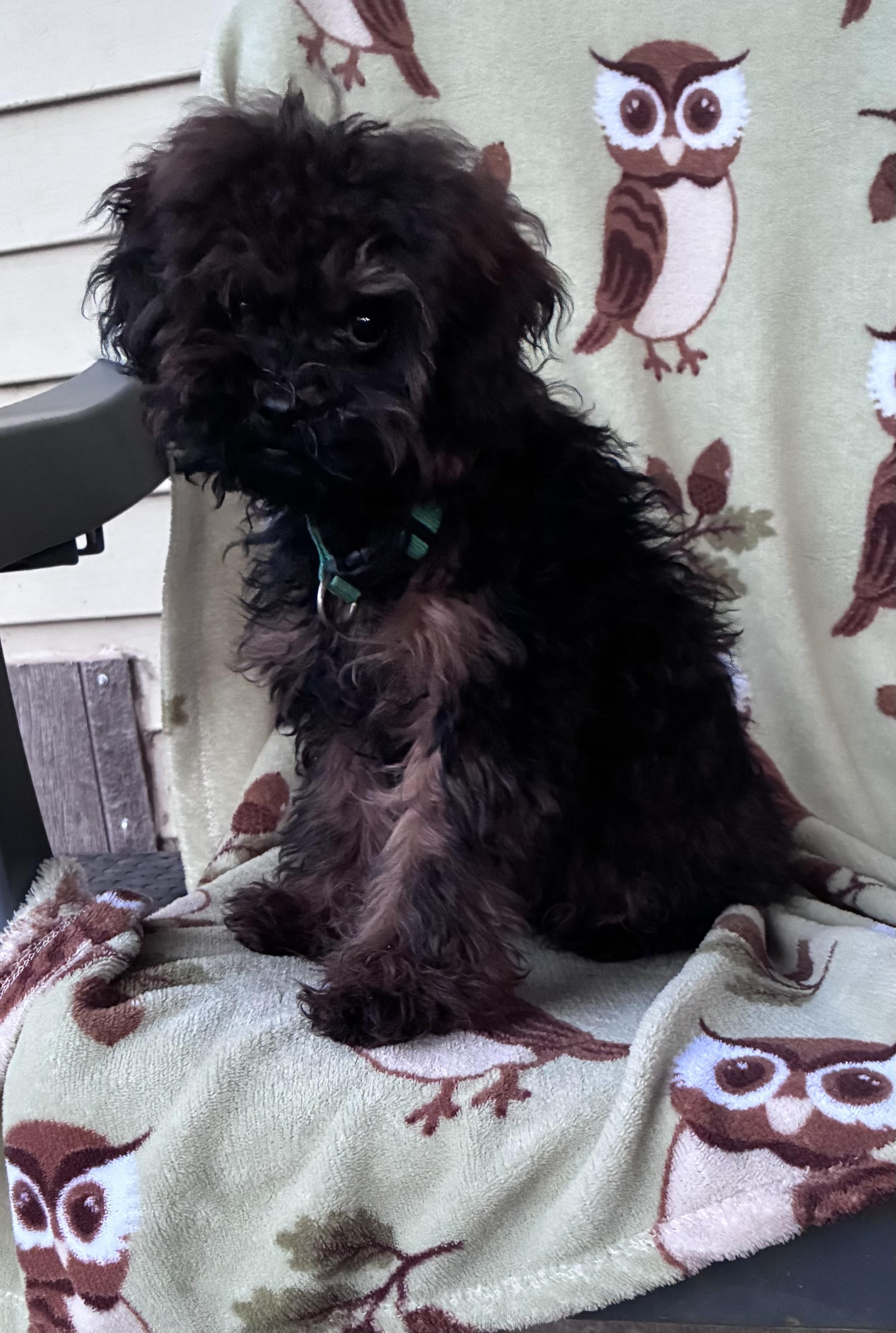 Benji, ADOPTABLE, Puppy Male Shih Tzu & Poodle.