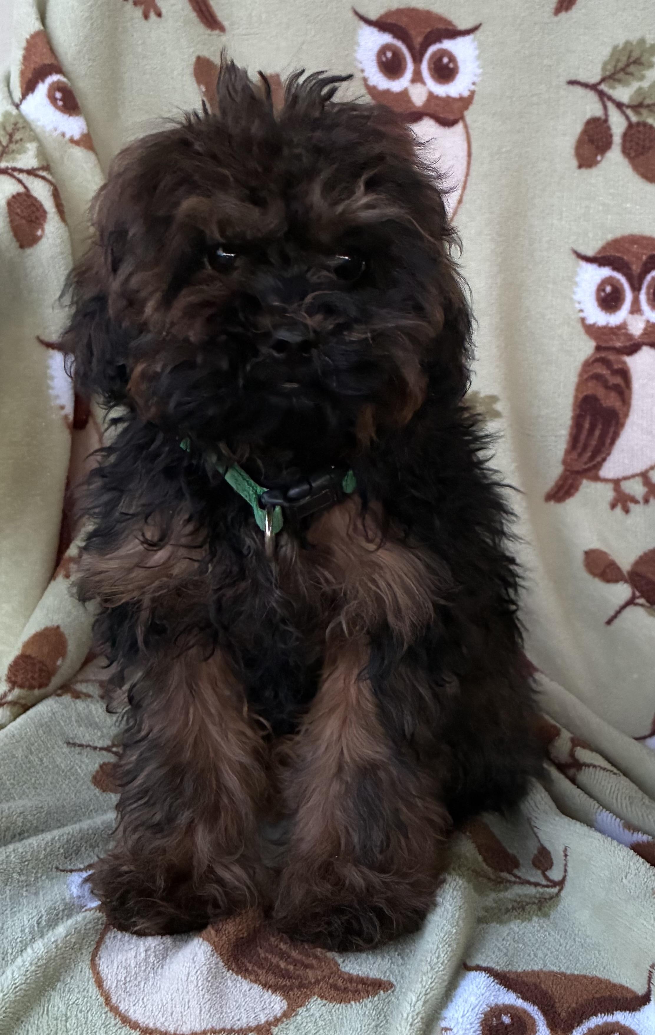 Enlarge Benji, a ADOPTABLE mixed breed in Lincoln University, PA image 3/3