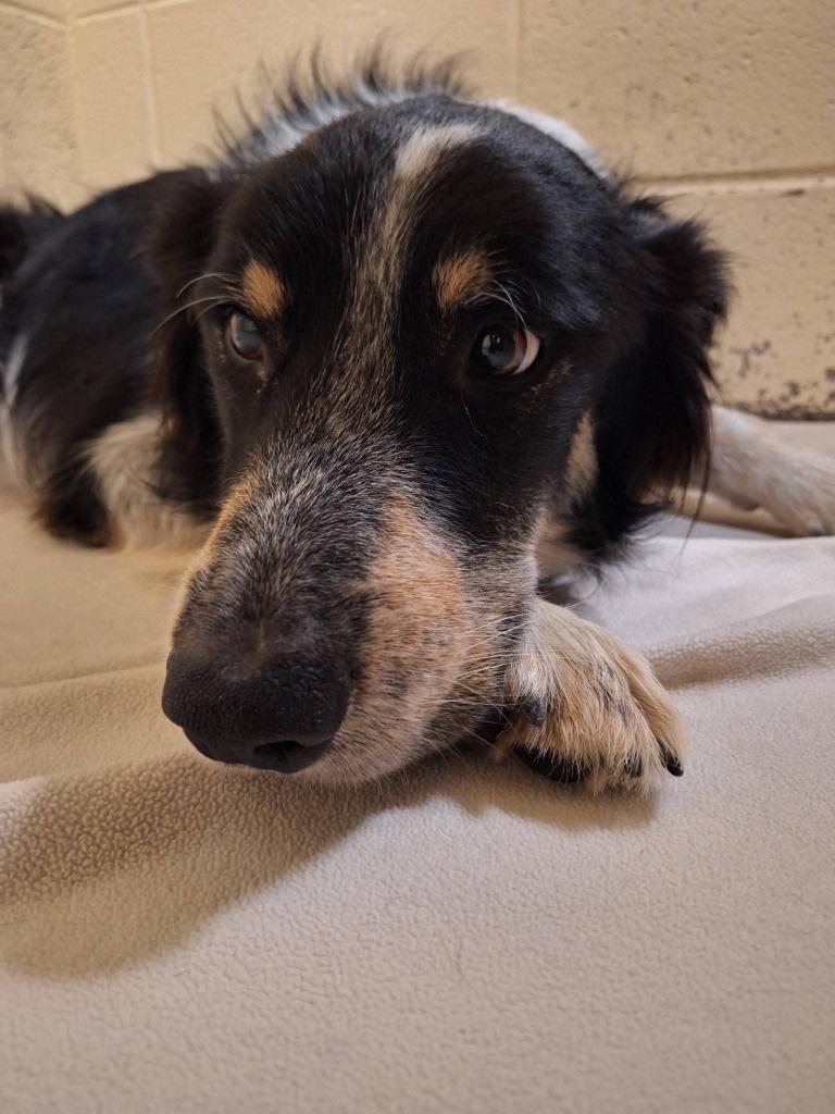 Jacque, Adoptable, Adult Male Border Collie & Australian Shepherd.