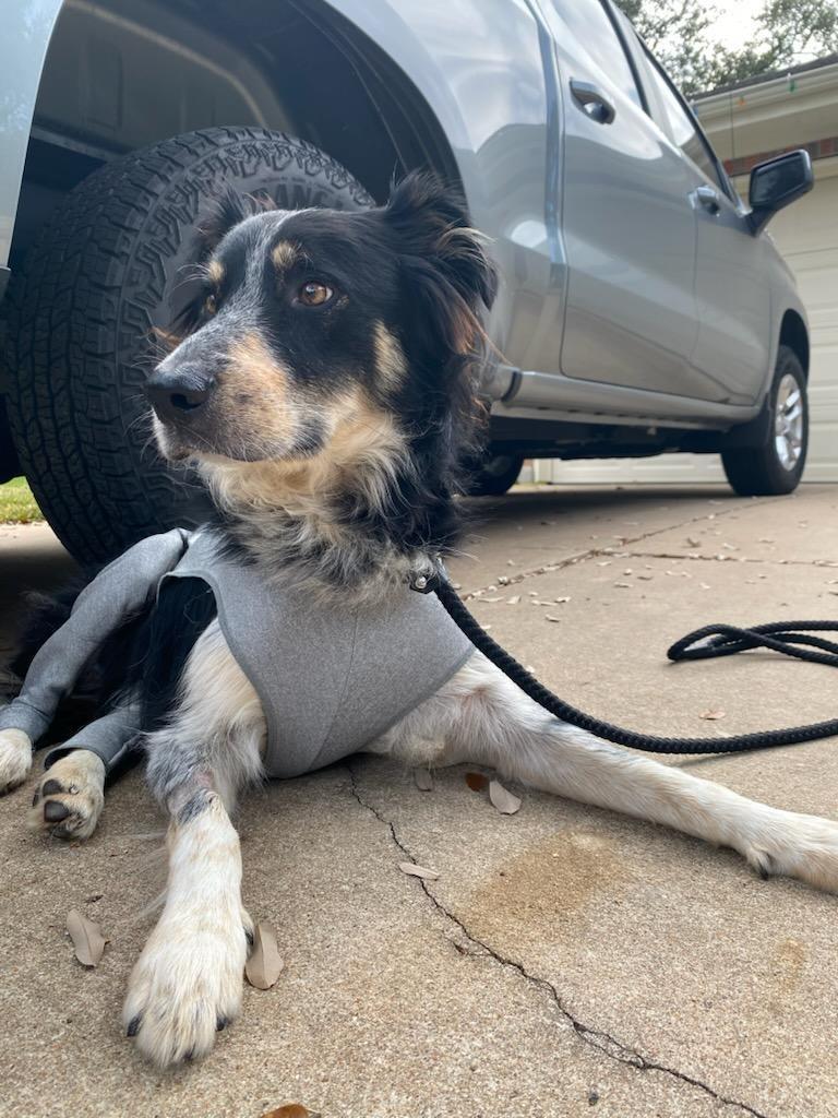 Enlarge Jacque, a Adoptable mixed breed in The Woodlands, TX image 2/6