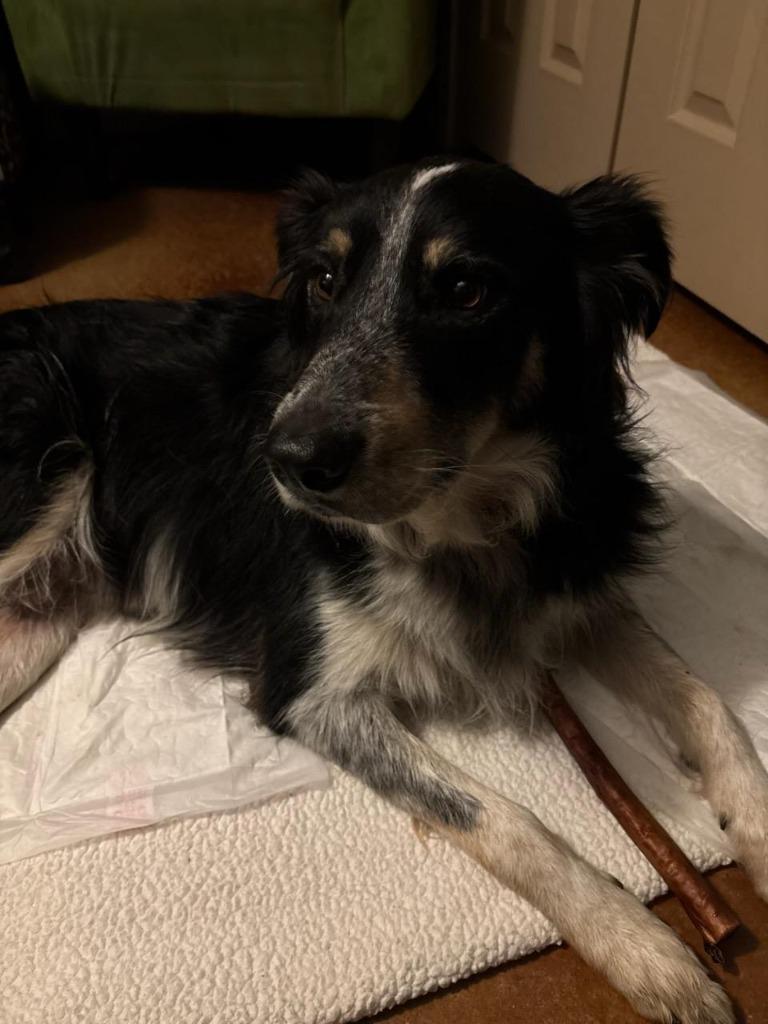 Enlarge Jacque, a Adoptable mixed breed in The Woodlands, TX image 3/6