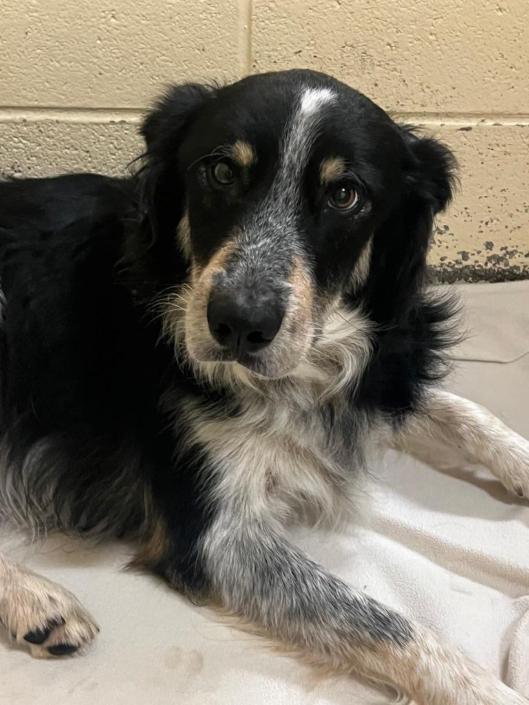 Enlarge Jacque, a Adoptable mixed breed in The Woodlands, TX image 6/6