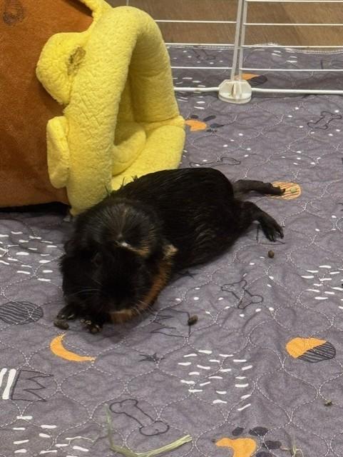 Enlarge Cherry, a ADOPTABLE Guinea Pig in Orange, CA image 2/6