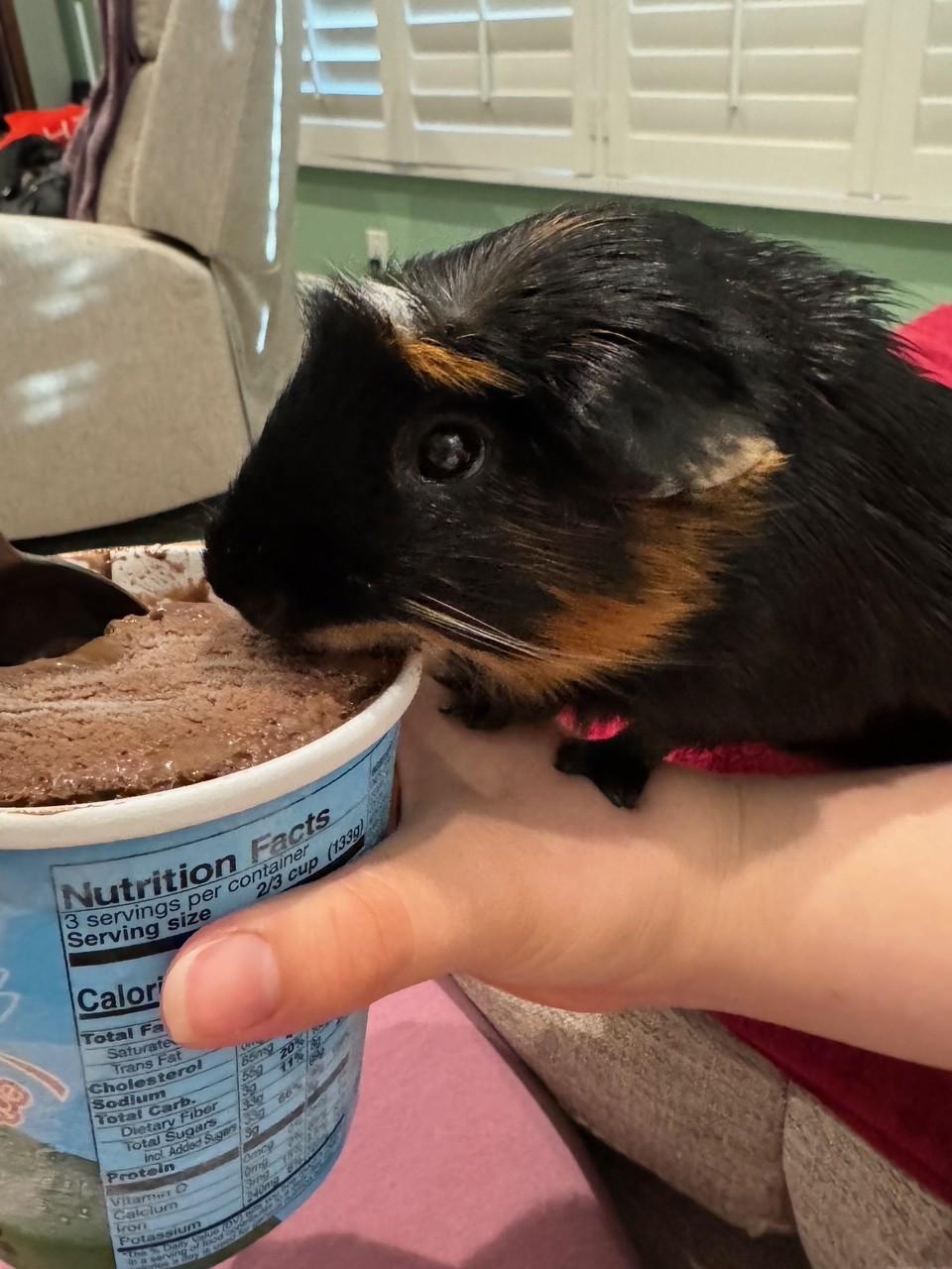 Enlarge Cherry, a ADOPTABLE Guinea Pig in Orange, CA image 3/6