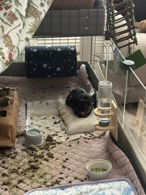 Enlarge Cherry, a ADOPTABLE Guinea Pig in Orange, CA image 4/6