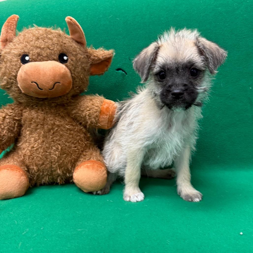 Bear, a Adoptable Terrier in Houston, TX image 1/3