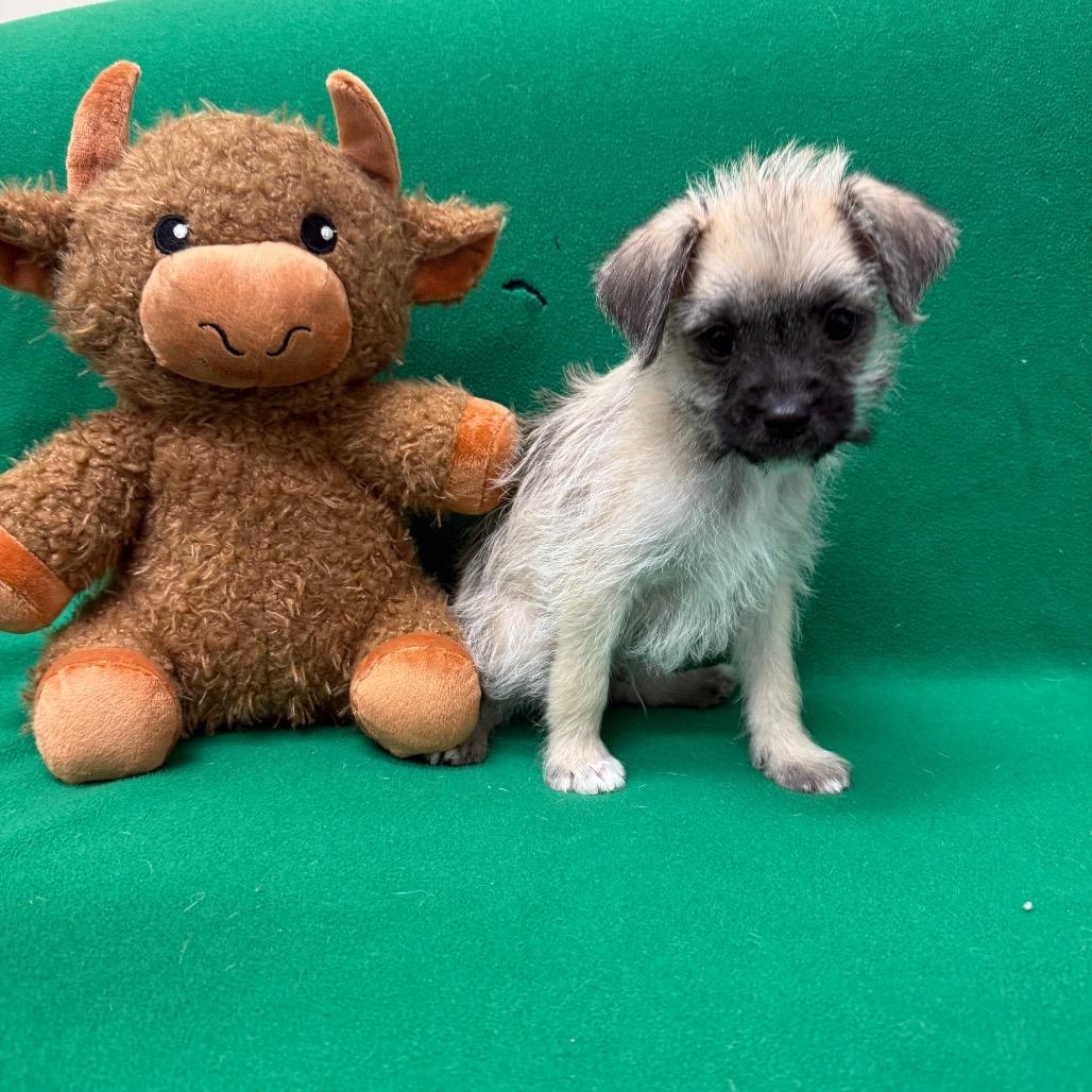 Bear, a Adoptable Terrier in Houston, TX image 2/3