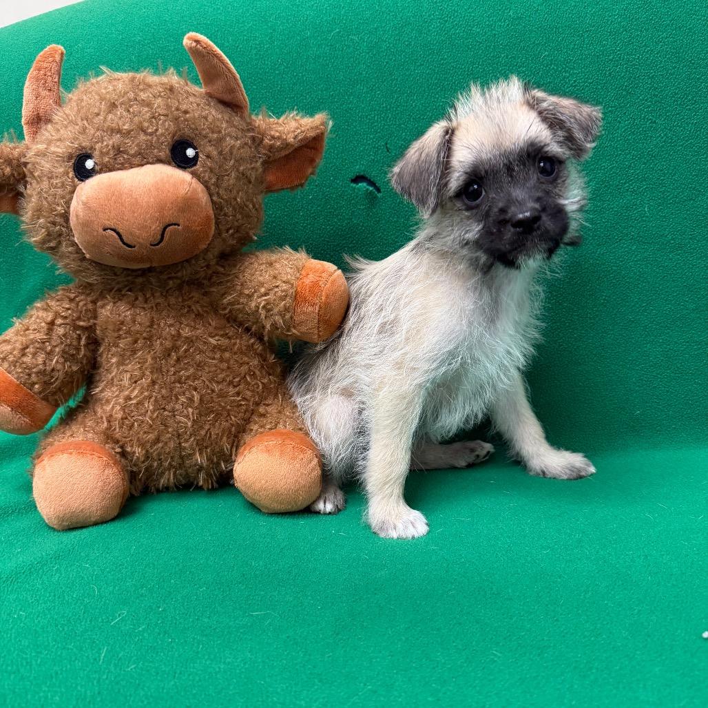 Bear, a Adoptable Terrier in Houston, TX image 3/3