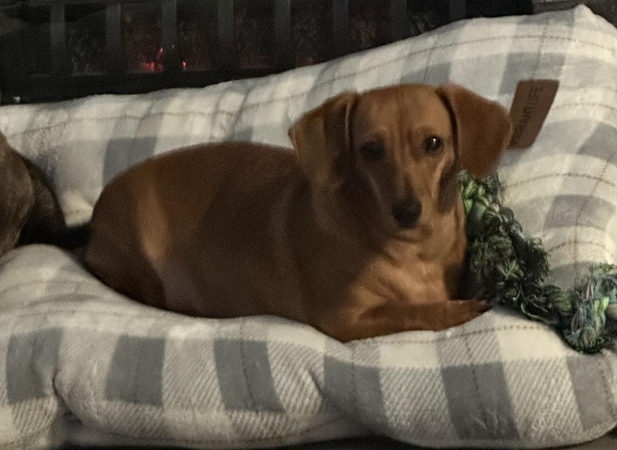 Enlarge MAPLETON, a ADOPTABLE Dachshund in Georgetown, KY image 1/1