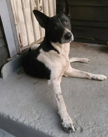 Cooper (border collie)