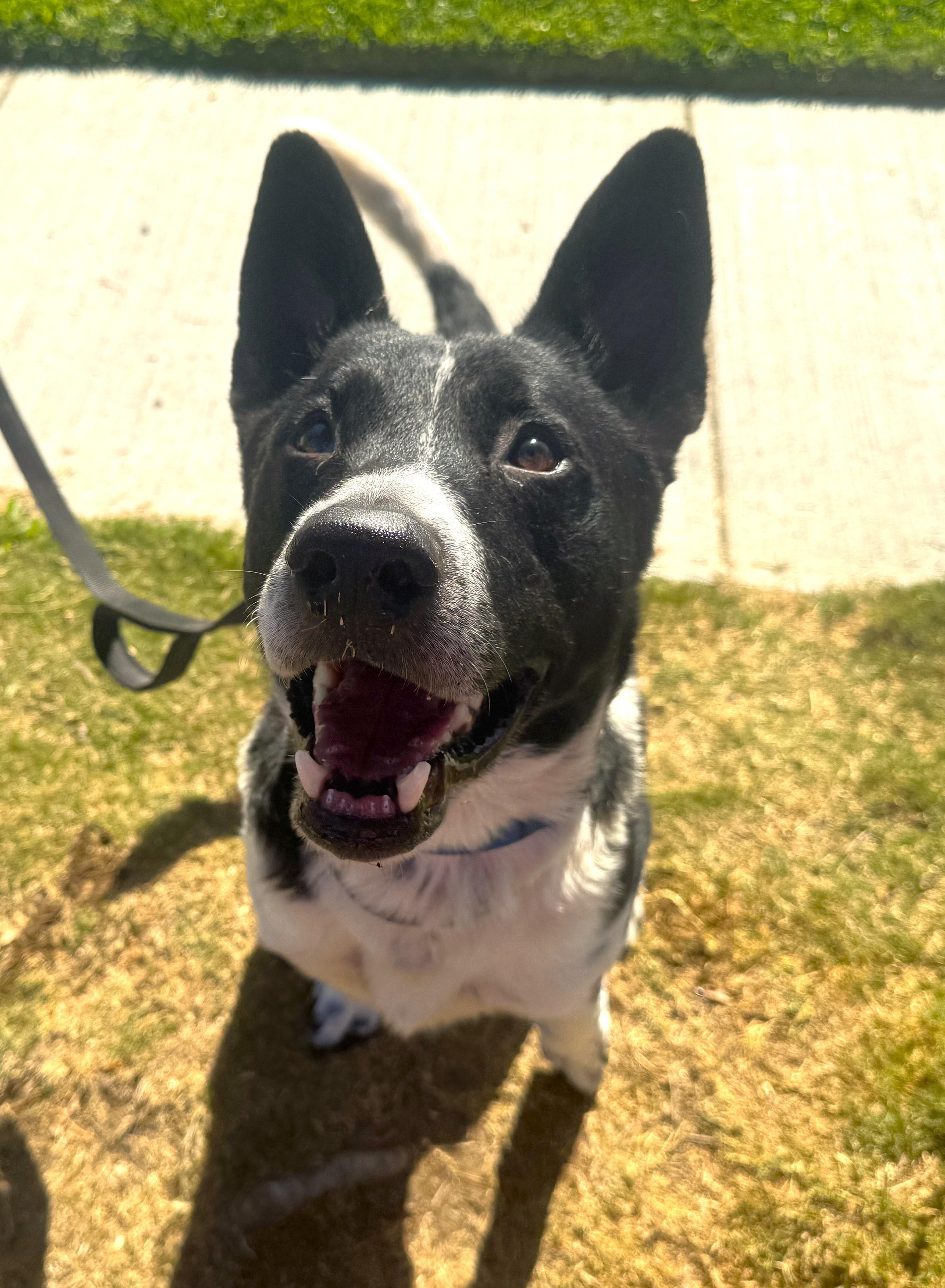 Cooper (border collie)
