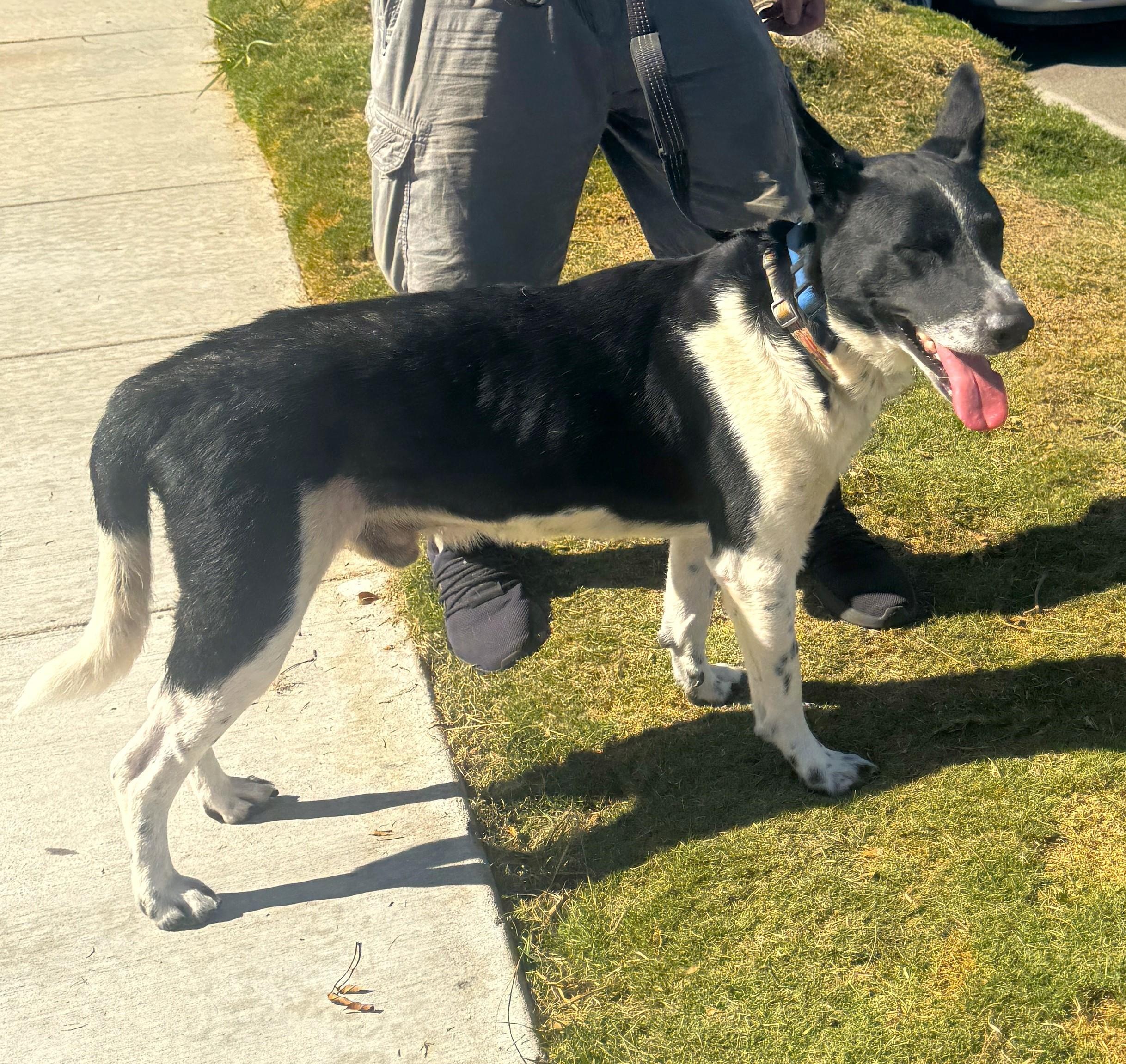 Cooper (border collie)