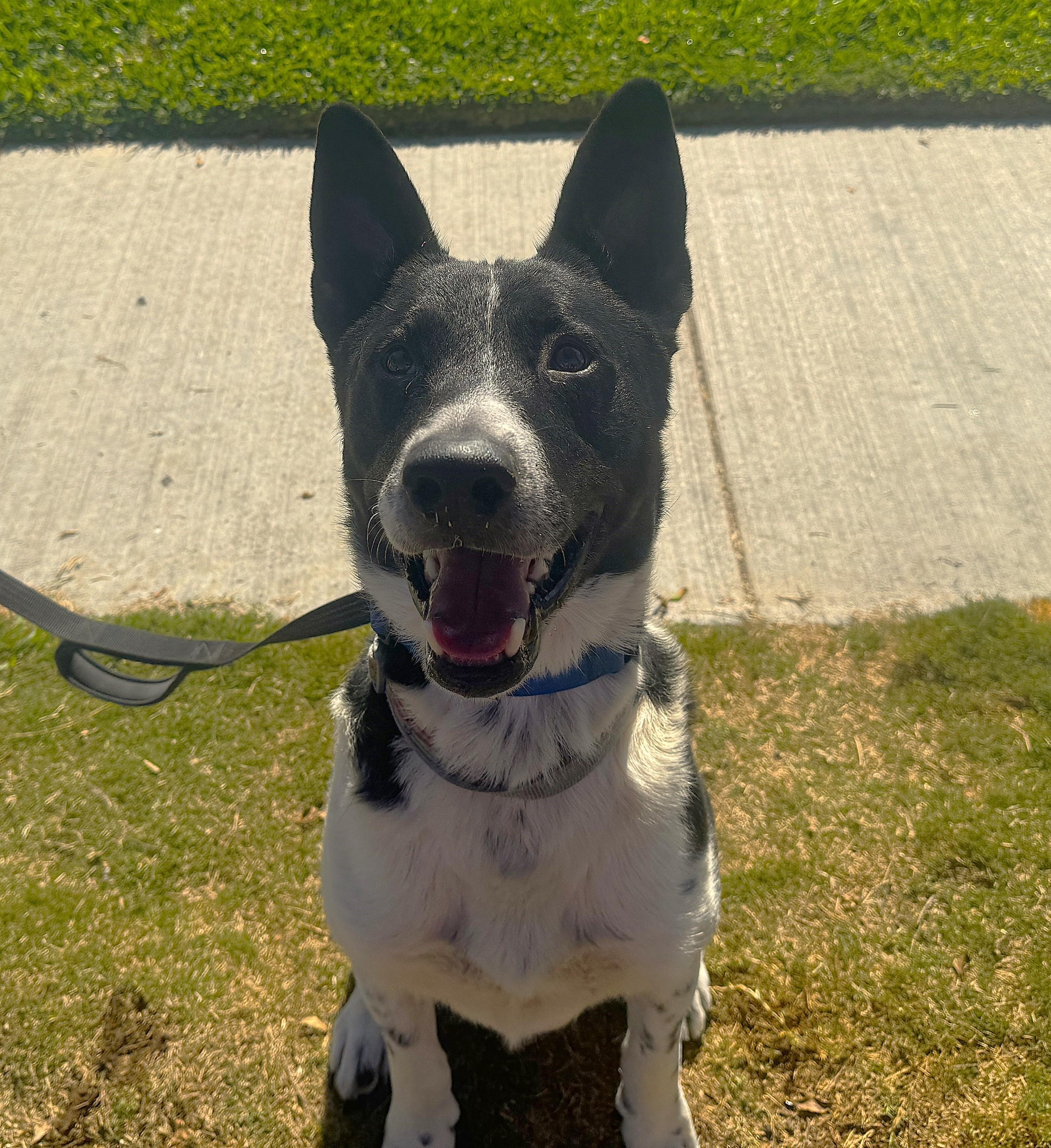 Cooper (border collie)