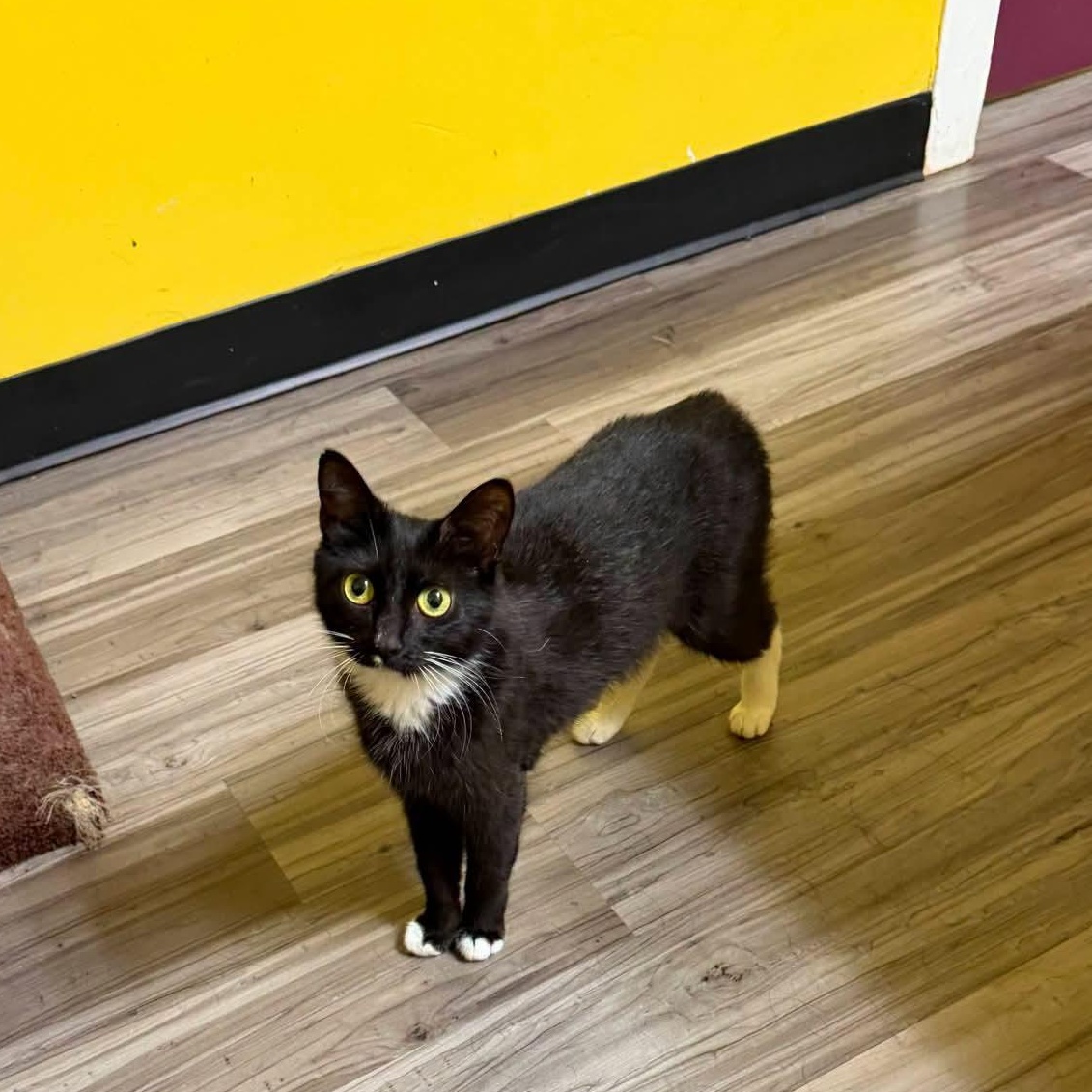 Fiona, ADOPTABLE, Young Female Domestic Medium Hair.