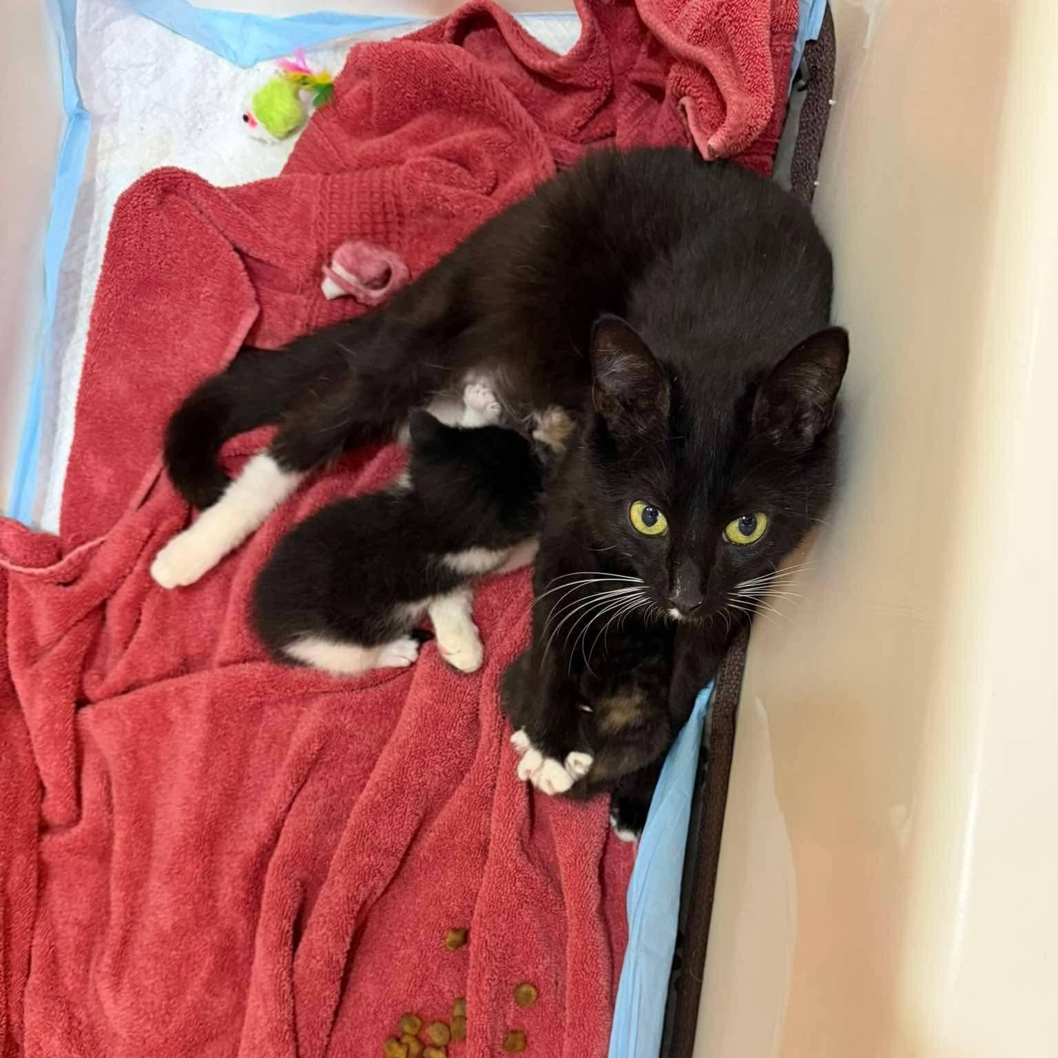 Fiona, a ADOPTABLE Domestic Medium Hair in Buford, GA image 5/6