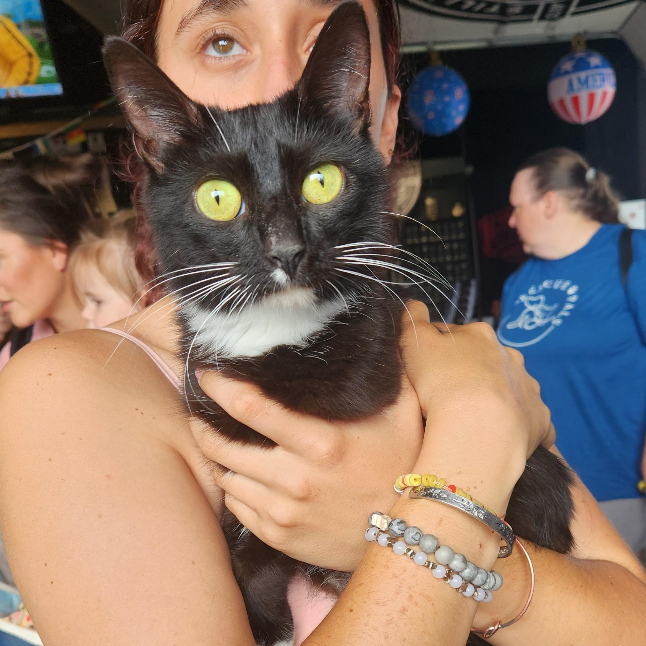 Fiona, a ADOPTABLE Domestic Medium Hair in Buford, GA image 3/6