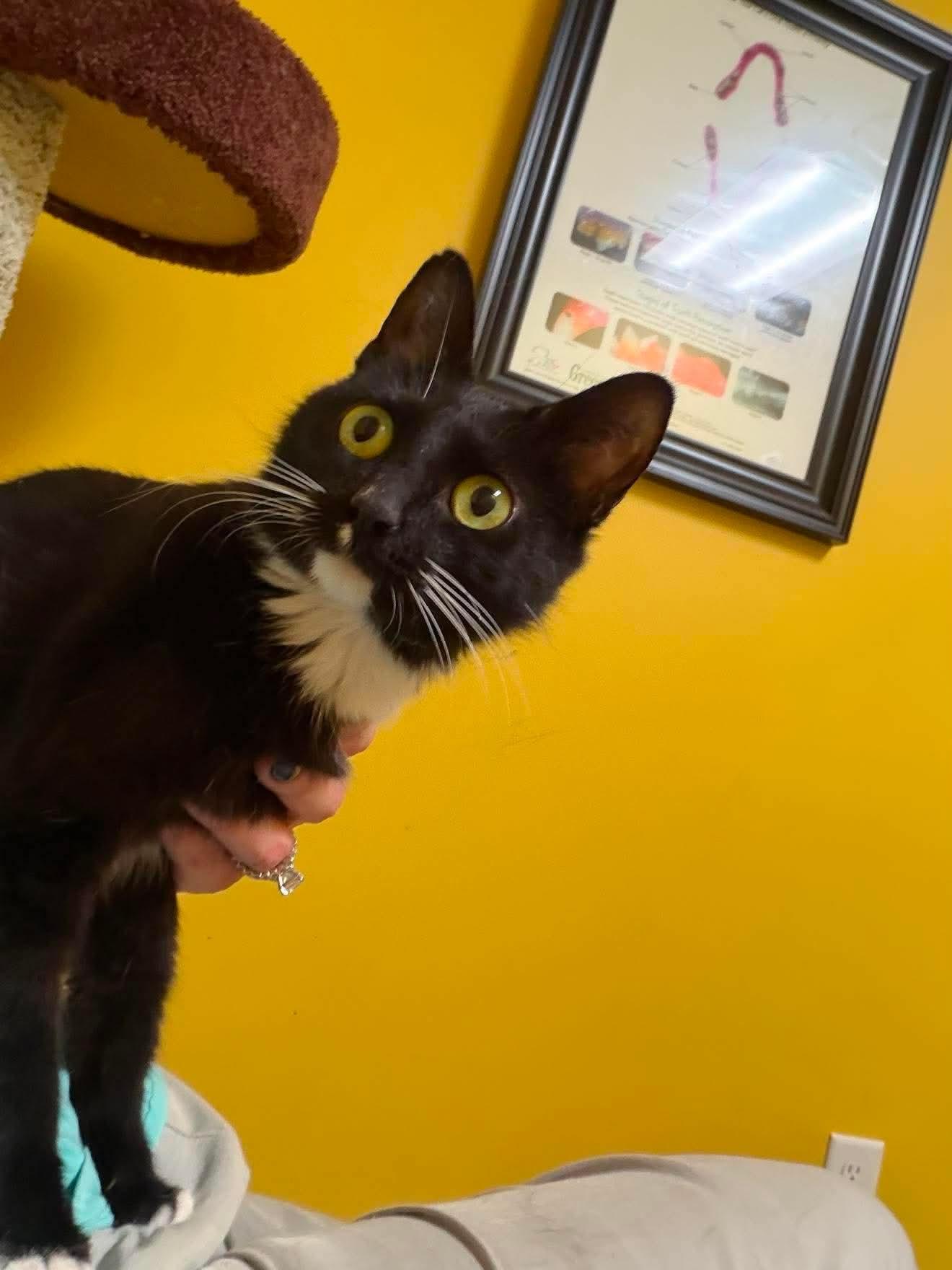 Fiona, a ADOPTABLE Domestic Medium Hair in Buford, GA image 2/6