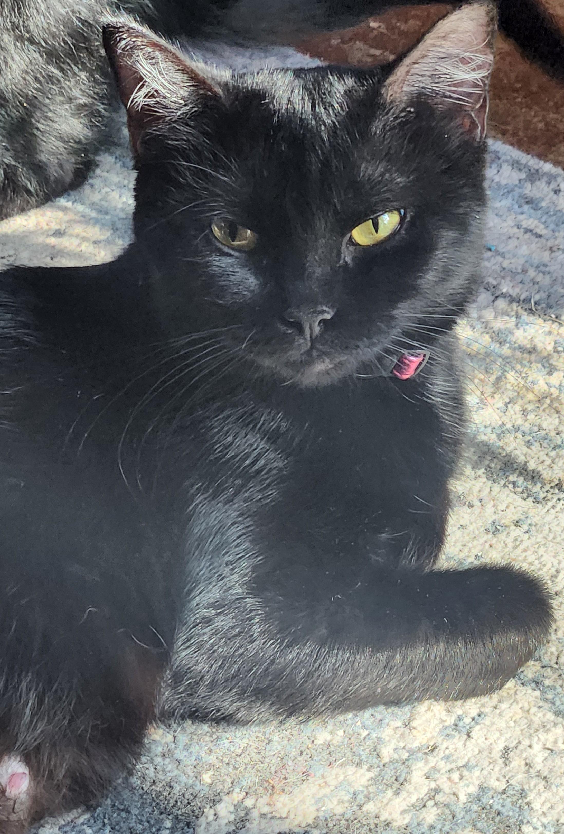 Enlarge Flow, a ADOPTABLE American Shorthair in Denton, TX image 2/2