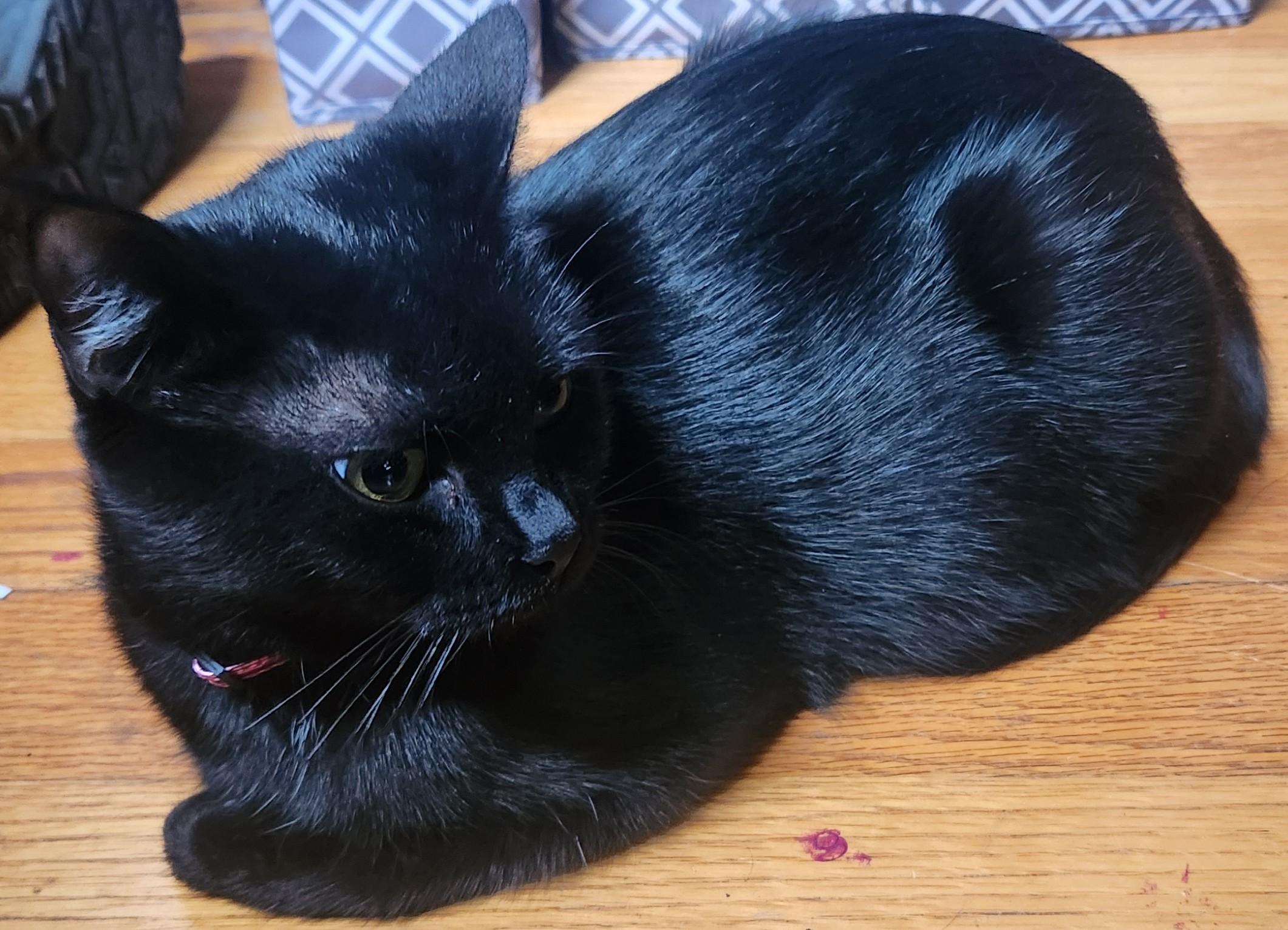 Flow, ADOPTABLE, Adult Female American Shorthair.