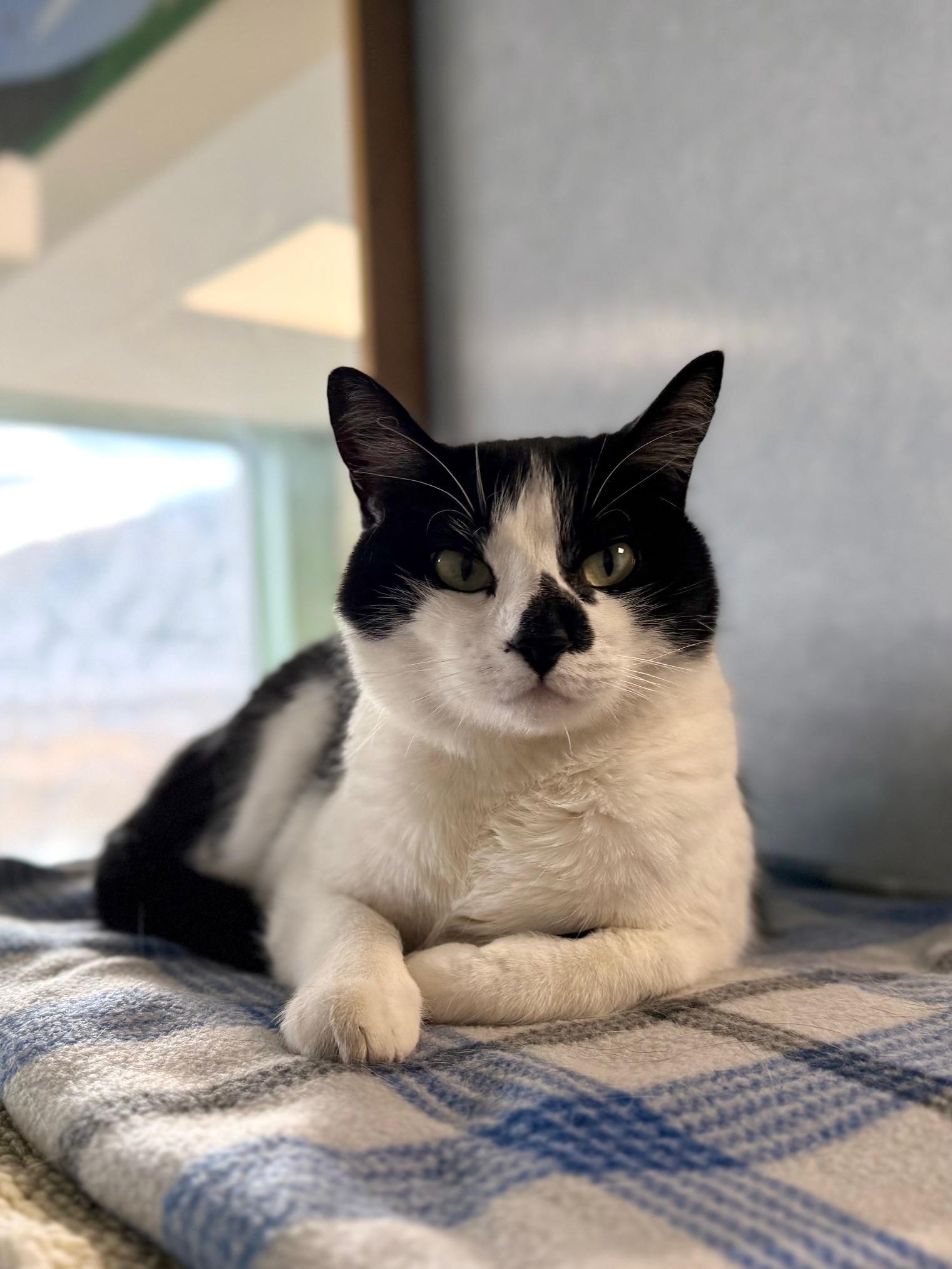 Nona, an adoptable mixed breed in Eagle, CO image 4/6