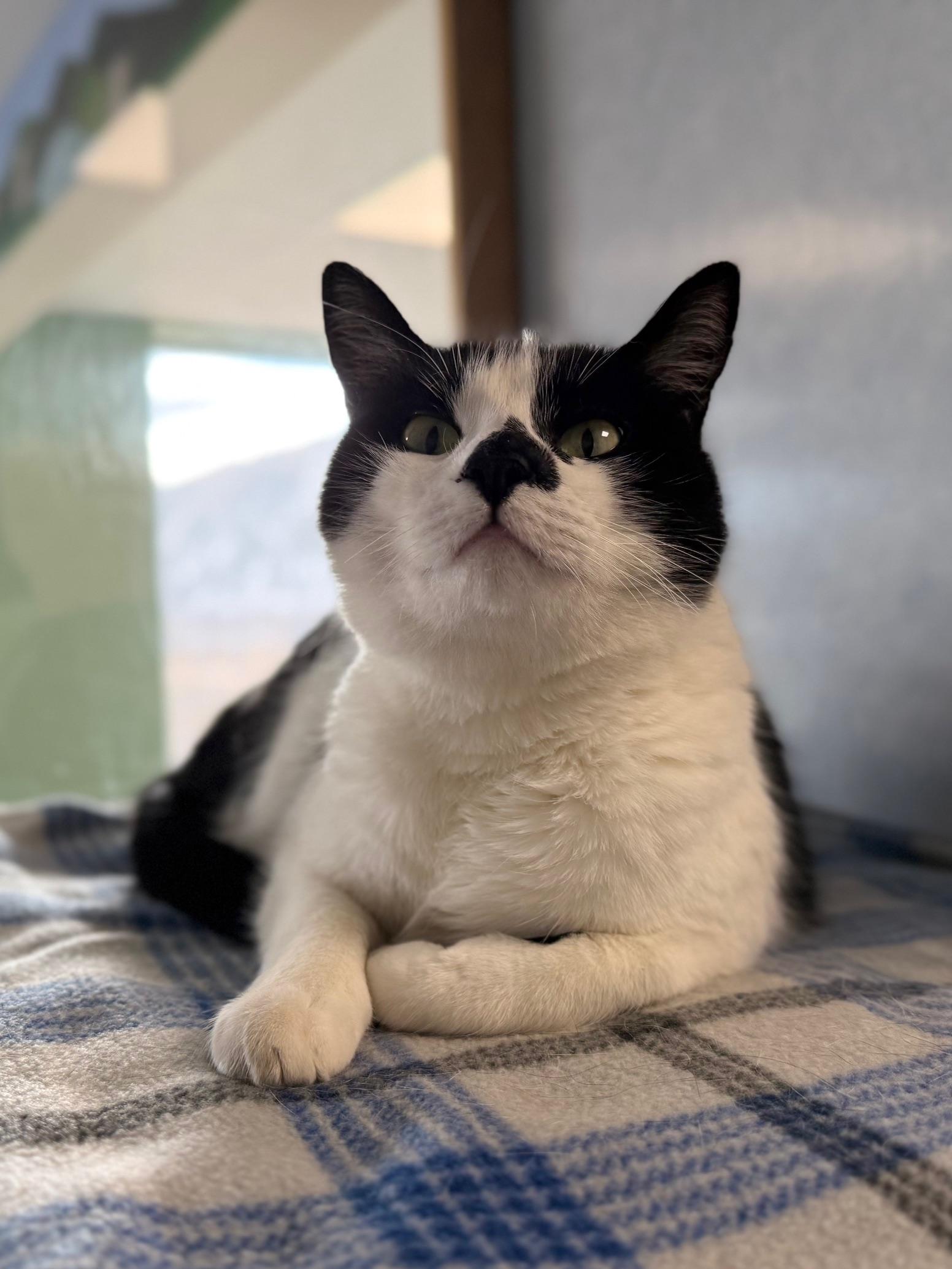 Nona, an adoptable mixed breed in Eagle, CO image 2/6