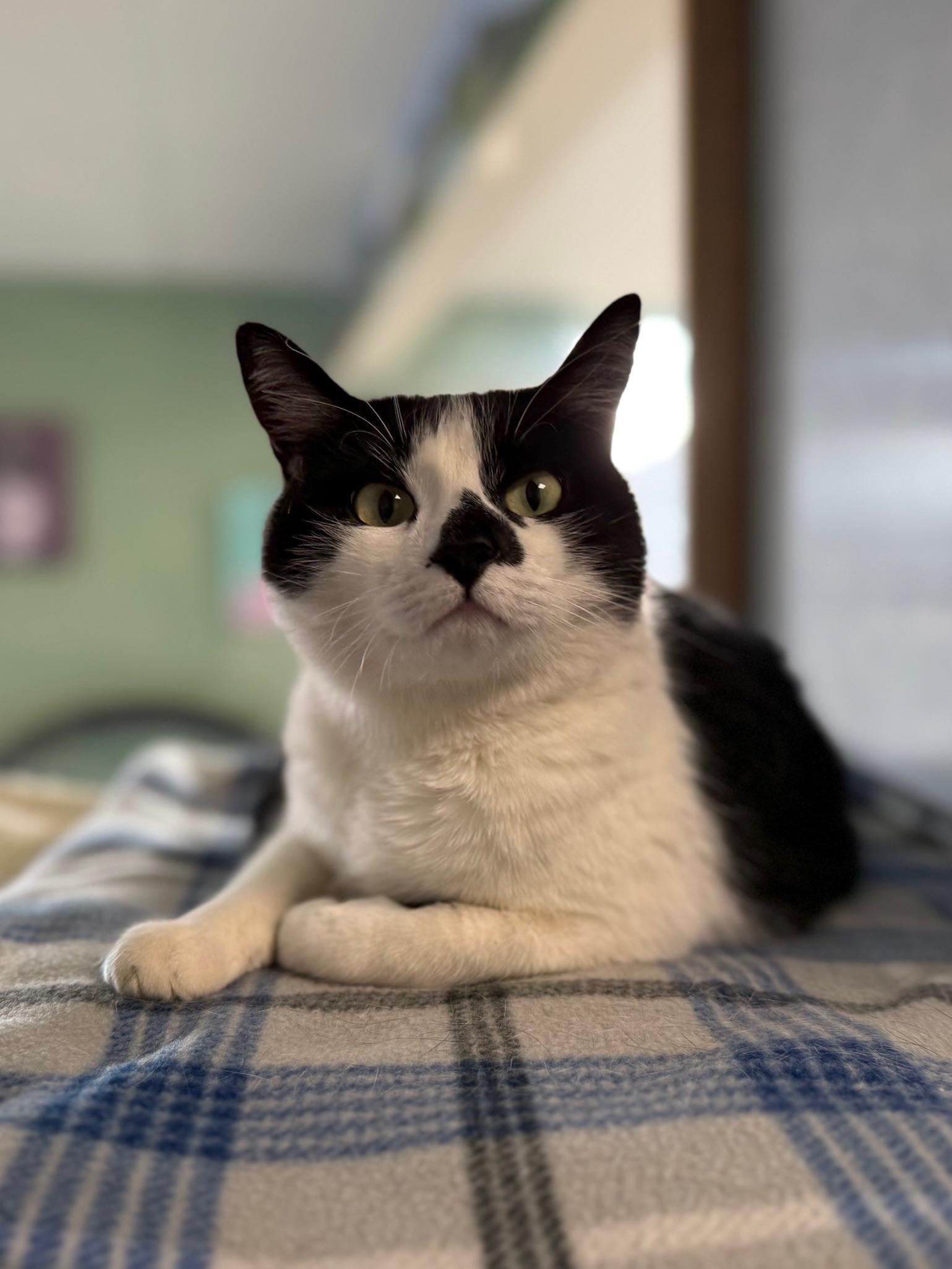 Nona, an adoptable mixed breed in Eagle, CO image 3/6