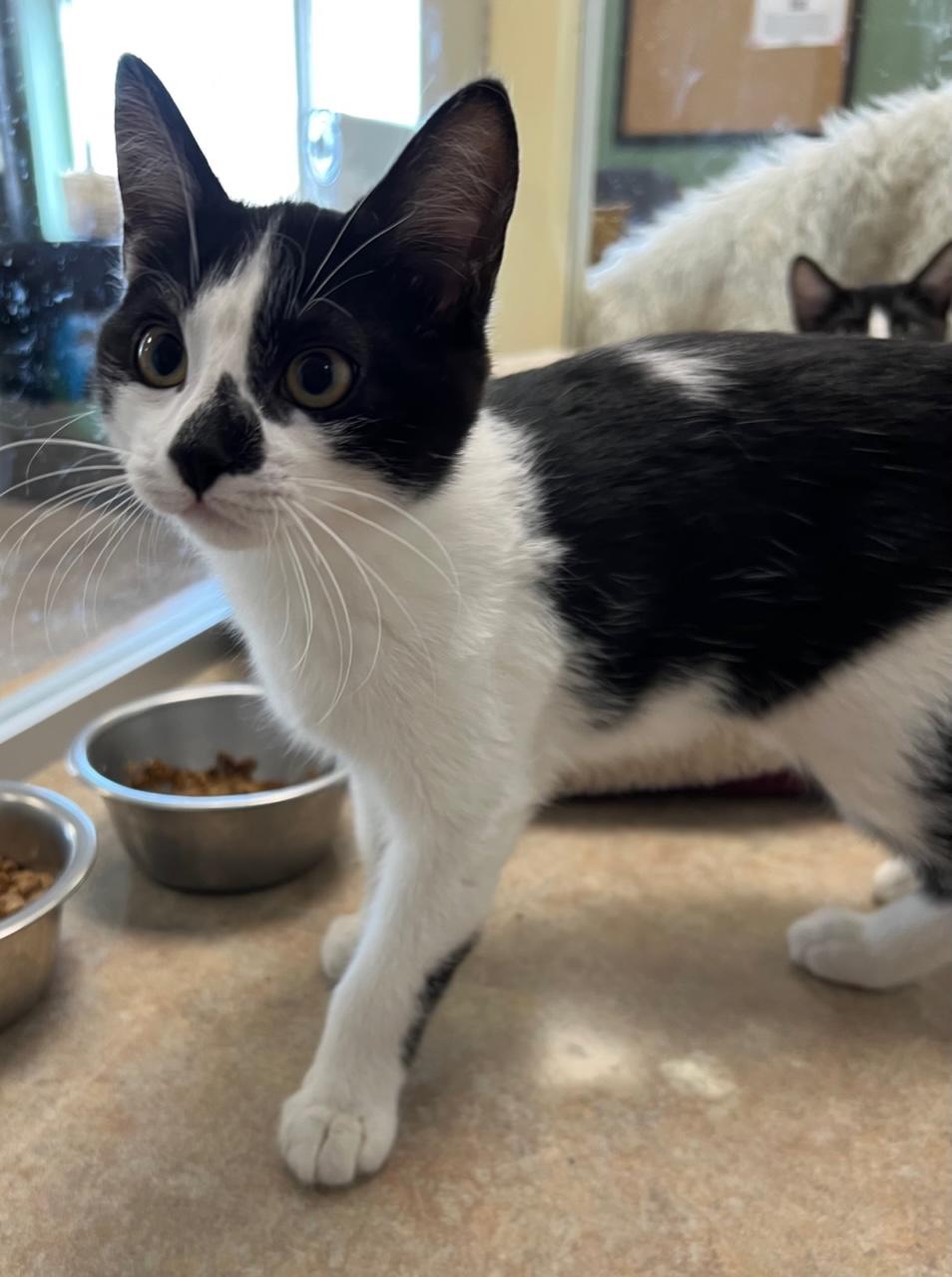 Nona, an adoptable mixed breed in Eagle, CO image 6/6