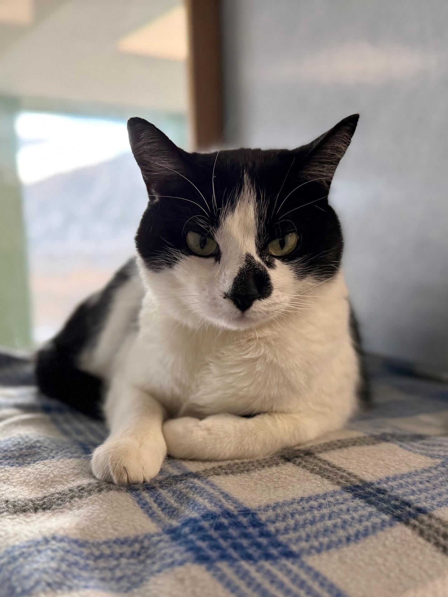 Nona, an adoptable mixed breed in Eagle, CO image 5/6