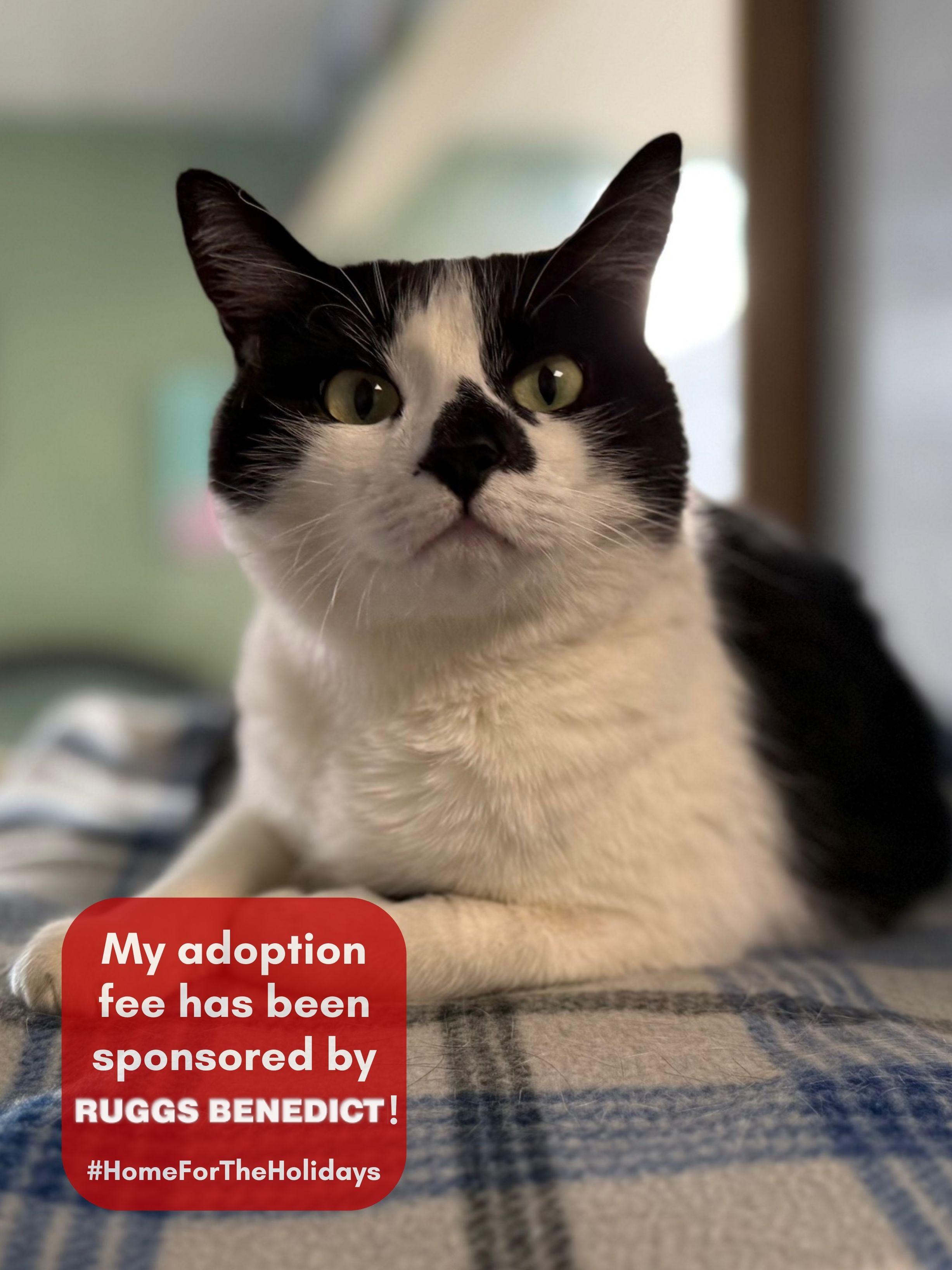 Nona, adoptable, Adult Female Domestic Short Hair & Tuxedo.