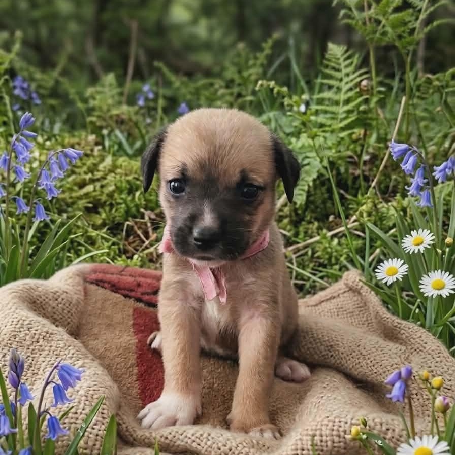 Tiger Lily, a Adoptable Shepherd in Santee, SC image 1/4