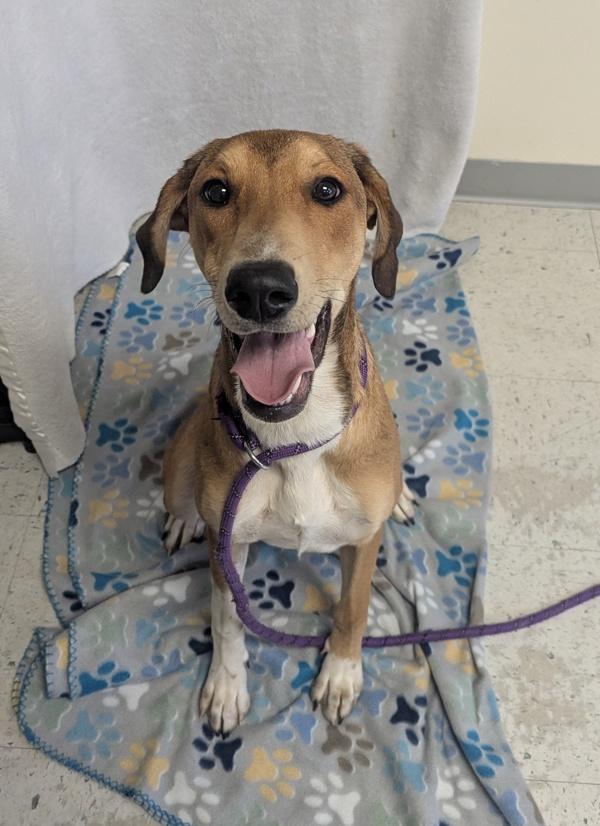*Faline*, Adoptable, Young Female Saluki.