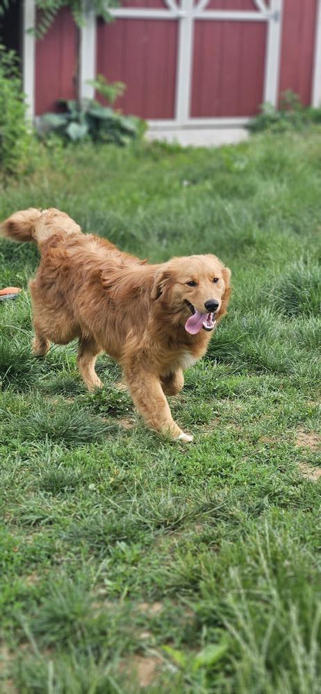 Jesse, Adoptable, Puppy Male Golden Retriever.