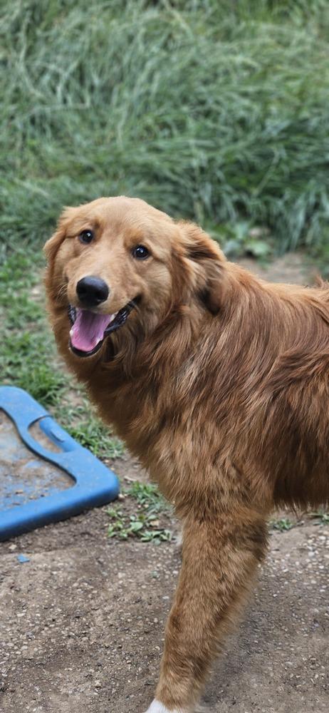 Jesse, a Adoptable Golden Retriever in Troy, VA image 2/6