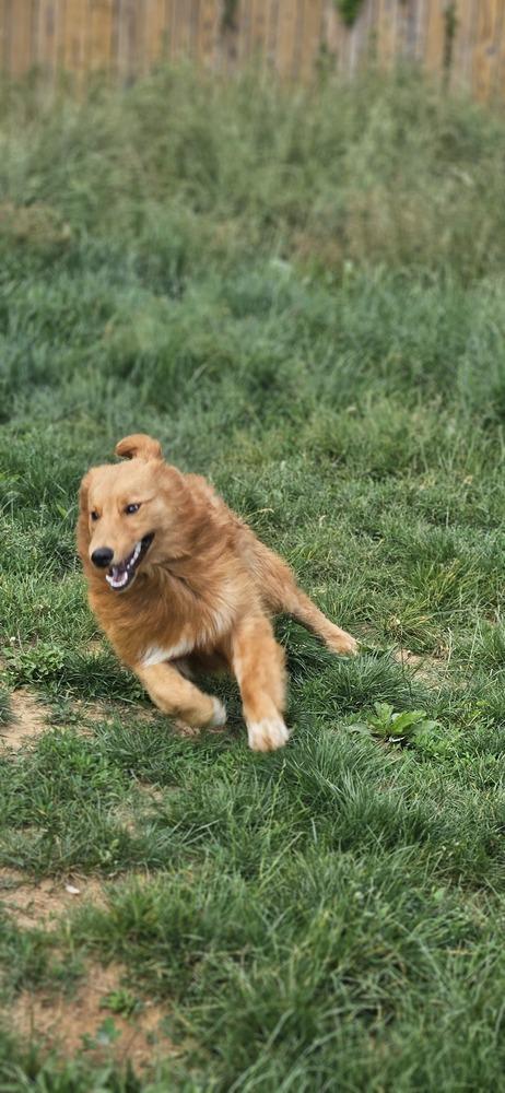 Jesse, a Adoptable Golden Retriever in Troy, VA image 3/6