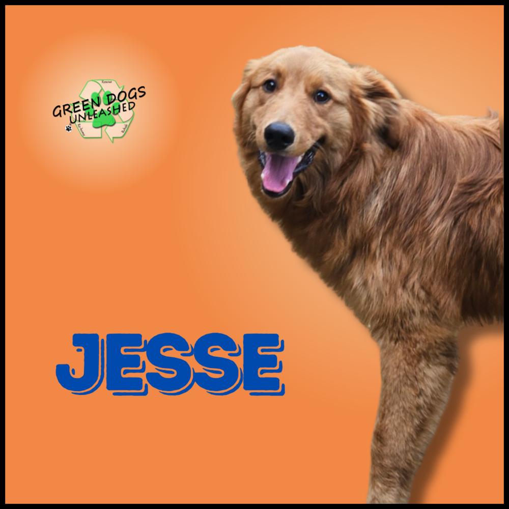 Jesse, a Adoptable Golden Retriever in Troy, VA image 4/6